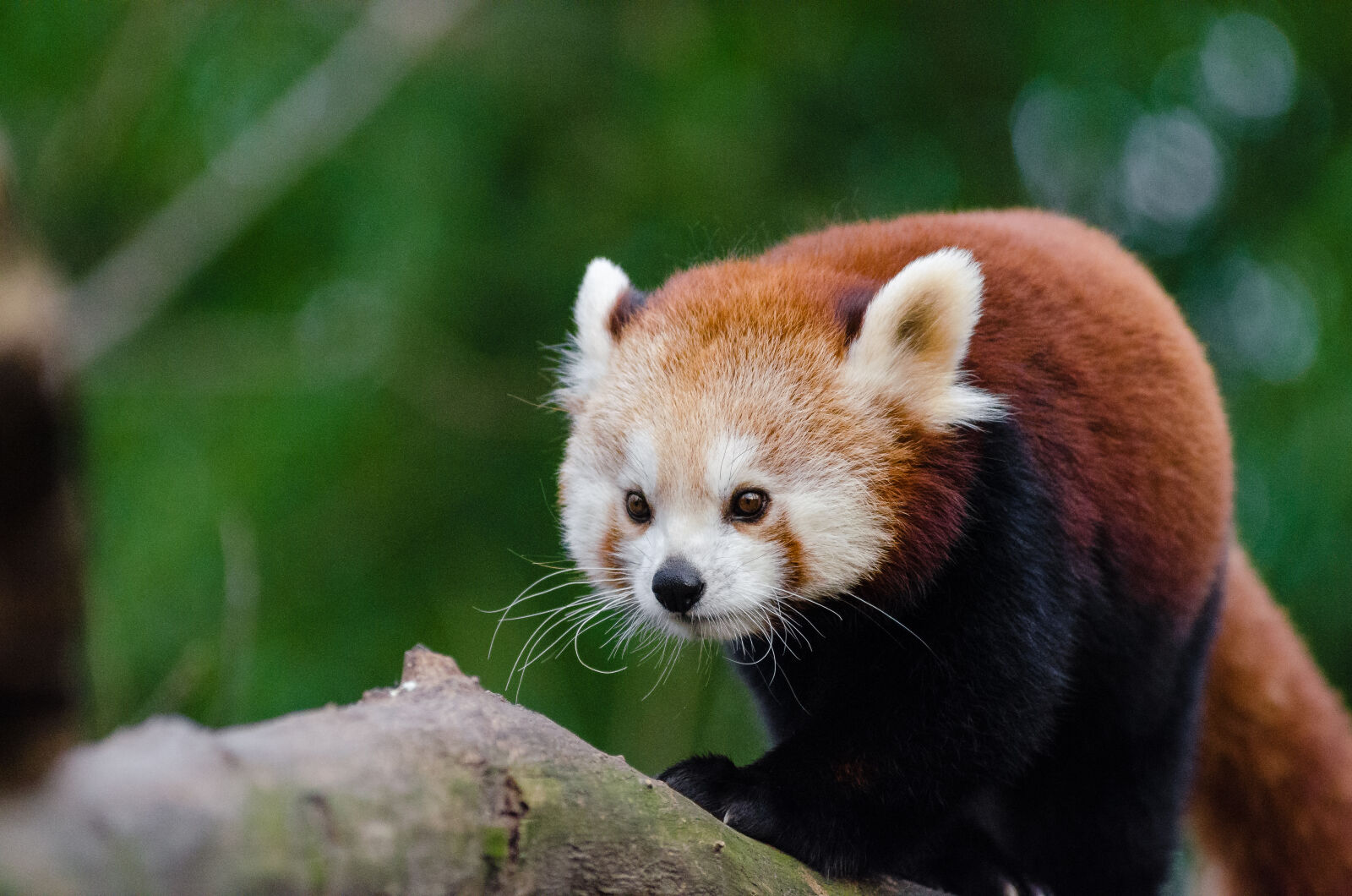 AF Zoom-Nikkor 80-200mm f/2.8 ED sample photo