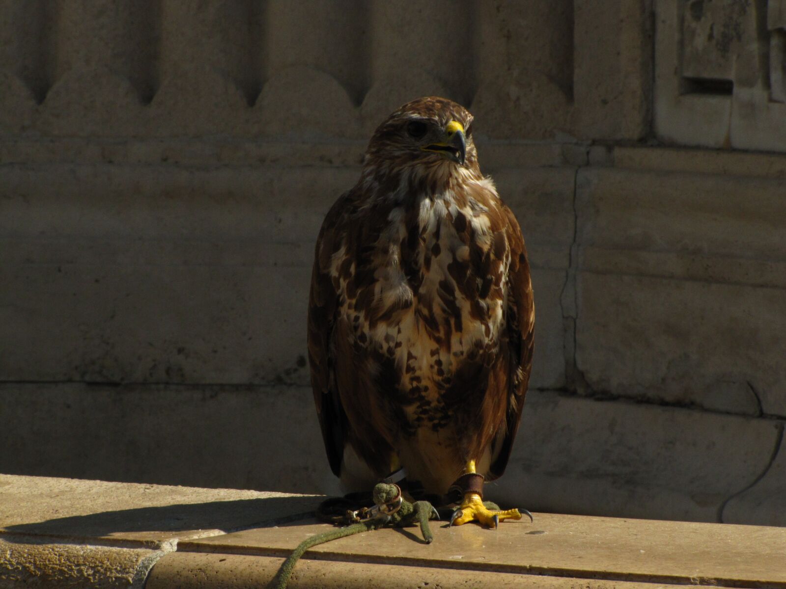 Canon PowerShot SX20 IS sample photo. Bird, falcon, places of photography