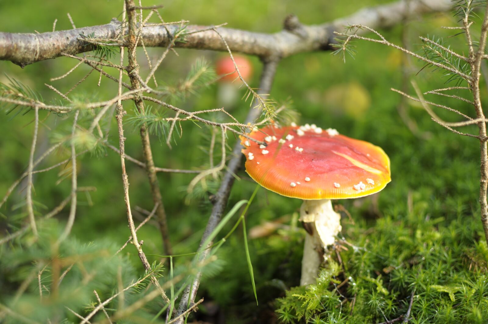 Nikon D90 sample photo. Mushroom, autumn, nature photography
