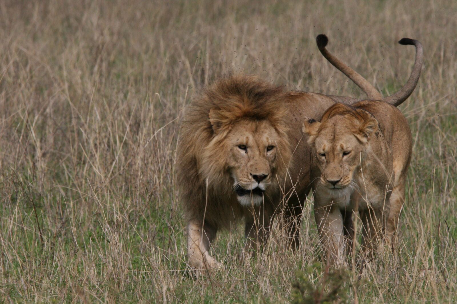 Canon EOS 20D sample photo. Lion, pair, love photography