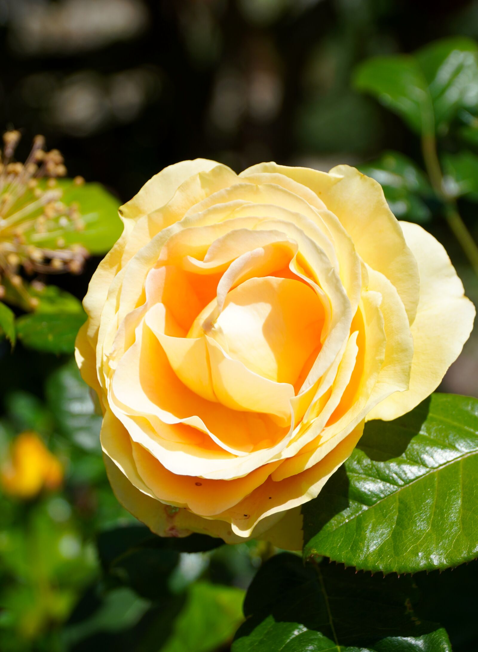 Sony E PZ 18-105mm F4 G OSS sample photo. Rose, yellow, flower photography