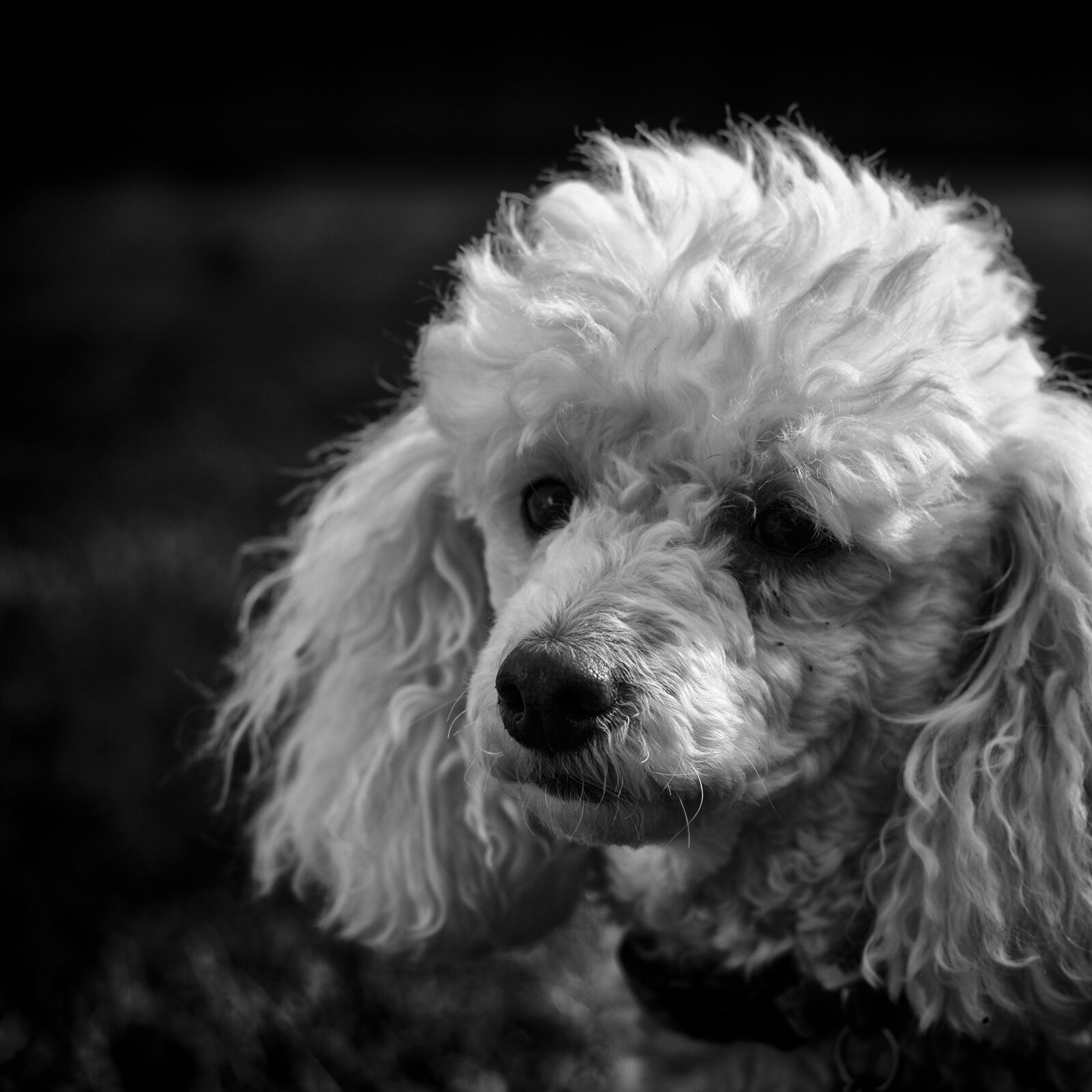 Pentax smc DA 50mm F1.8 sample photo. Black and white, poodle photography