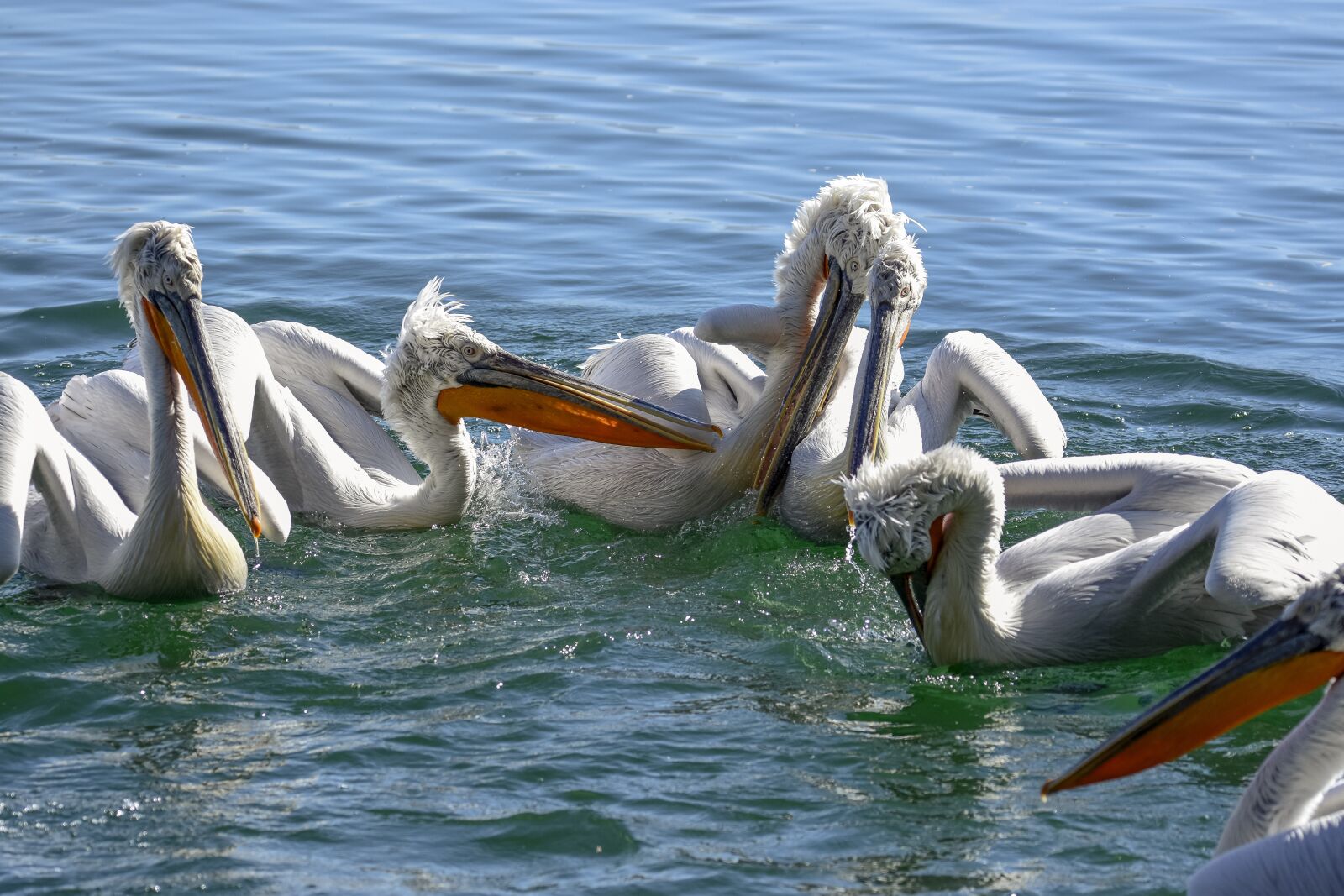 Nikon D7200 sample photo. Pelicans, water, nature photography