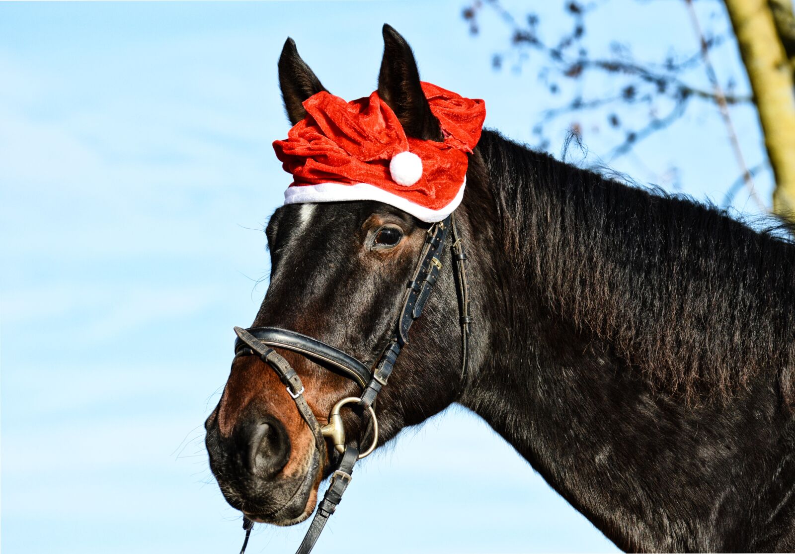 Nikon D3200 sample photo. Horse, christmas, santa hat photography