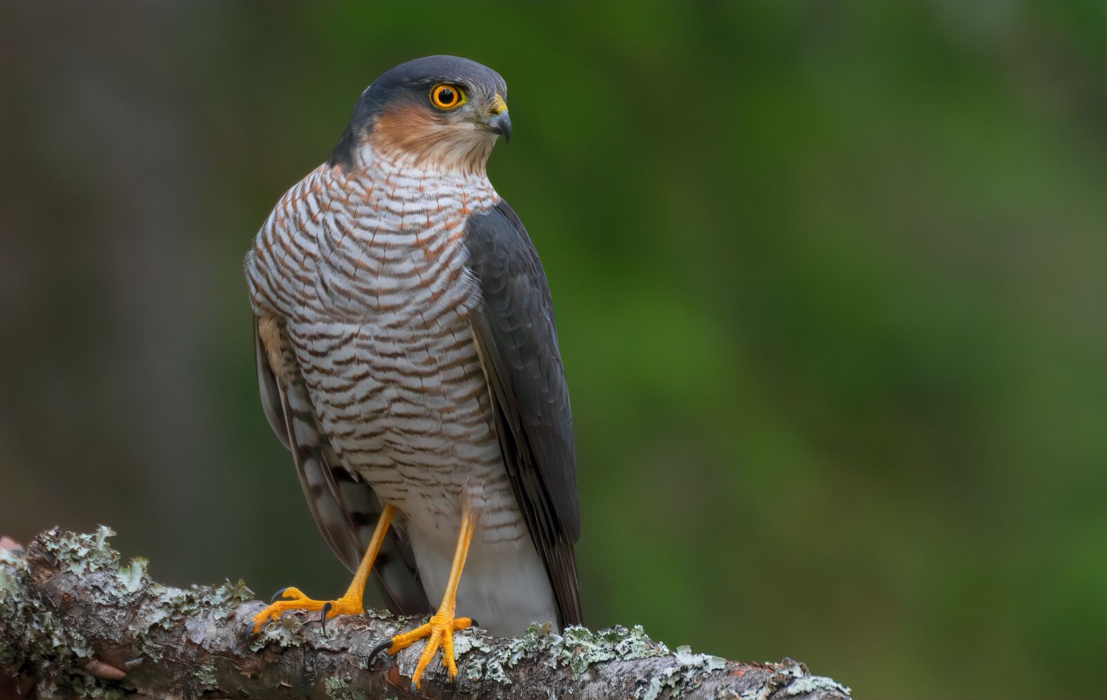 Nikon D7100 sample photo. Hawk, bird, raptor photography
