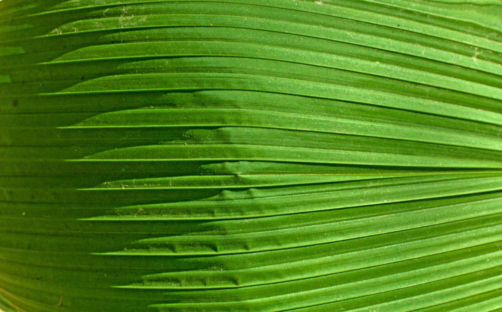 Canon EOS 60D sample photo. Natural, green, leafs photography
