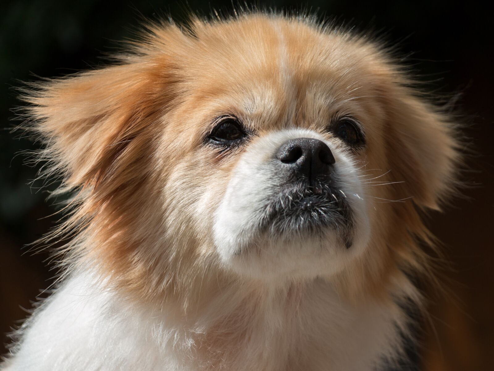 Canon EOS 70D + Canon EF-S 18-135mm F3.5-5.6 IS STM sample photo. Tibetan, spaniel, puppy photography