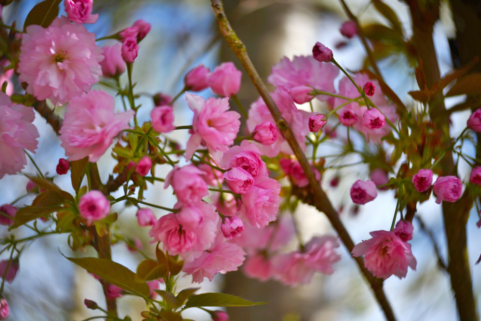 Nikon D600 sample photo. Blossom, pink, flower photography