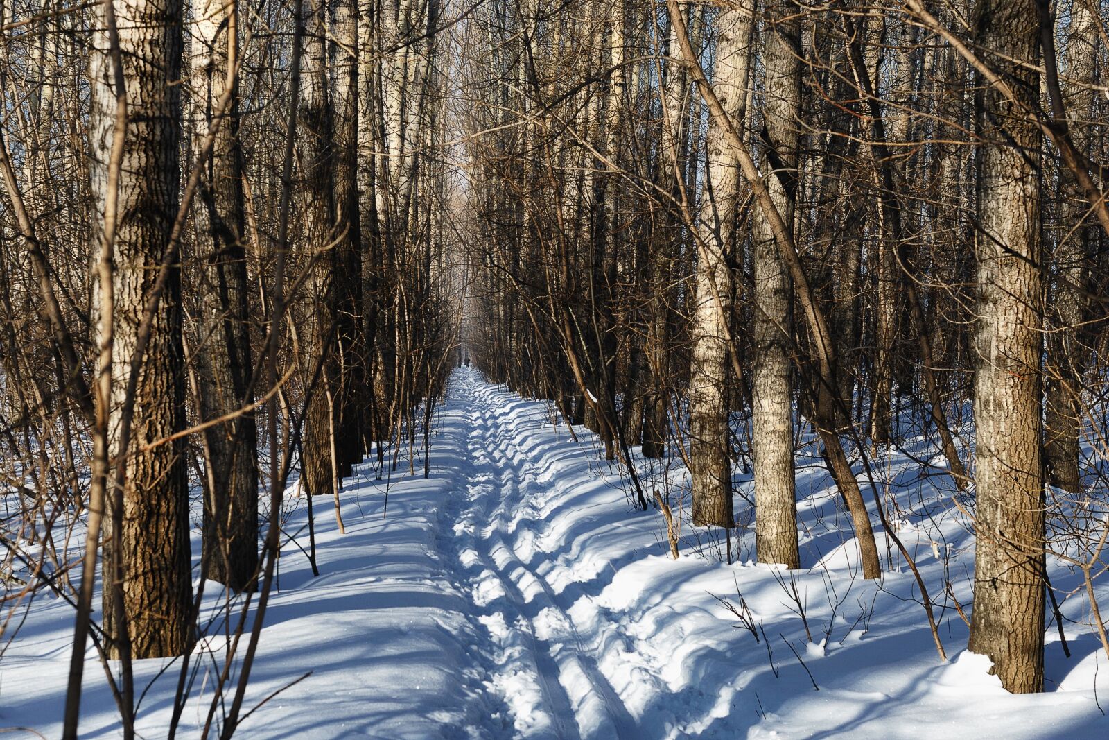 Canon EOS-1D Mark II sample photo. Snow, winter, wood photography