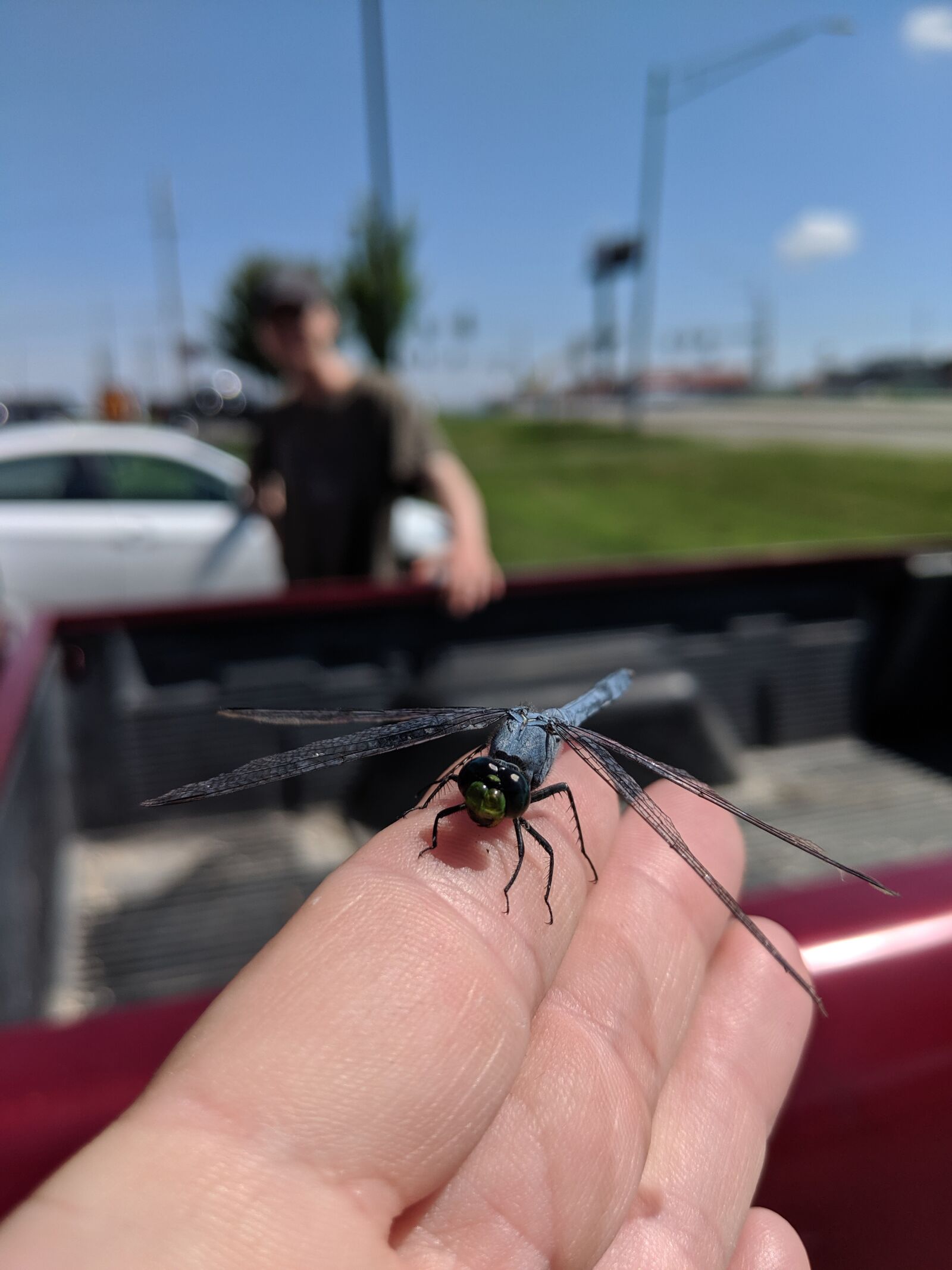 Google Pixel 2 sample photo. Dragonfly, insect, hunter photography