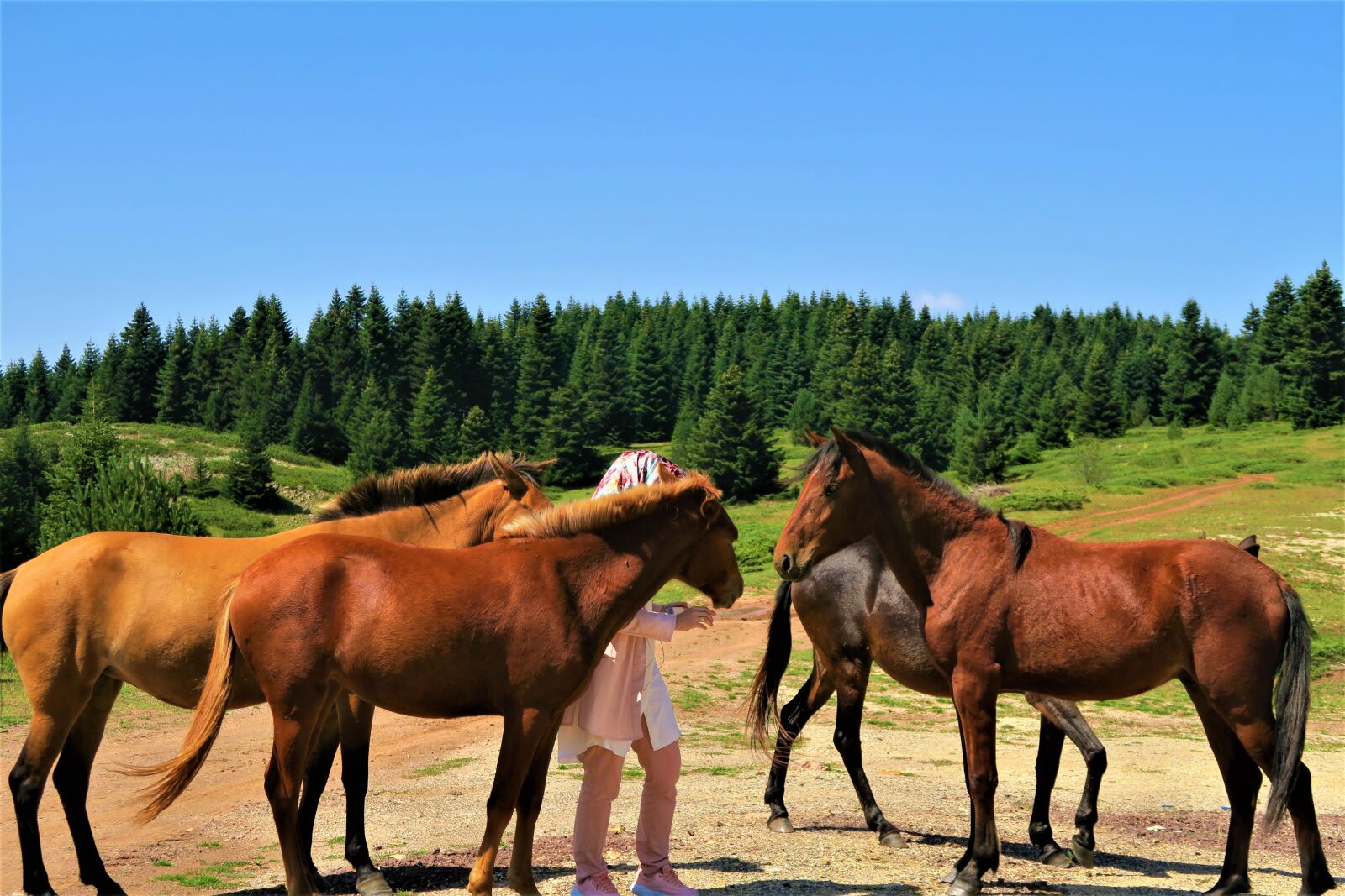 Canon PowerShot G7 X sample photo. The horses are, cute photography