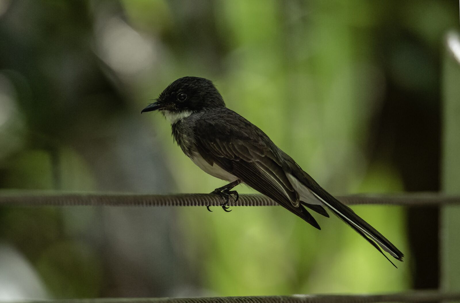 Canon EOS 80D sample photo. Flycatcher, birds, wildlife photography