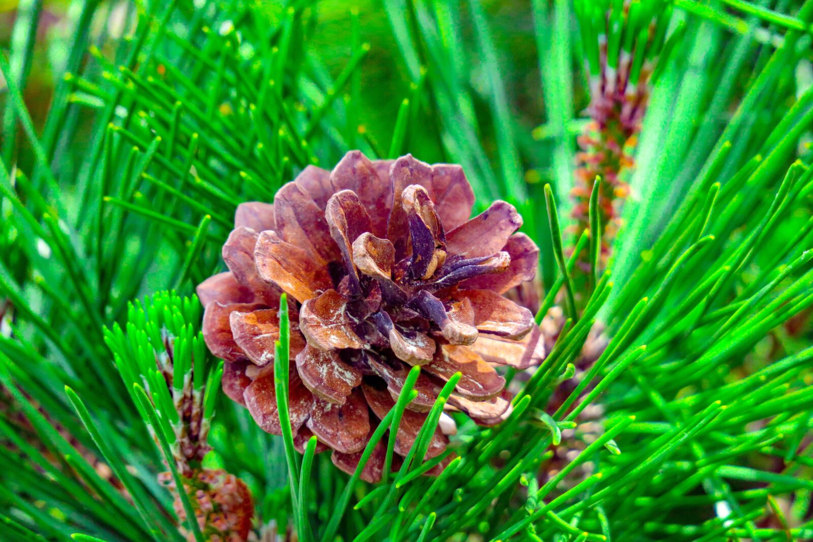 Canon PowerShot G3 X sample photo. Pine, plant, natural photography