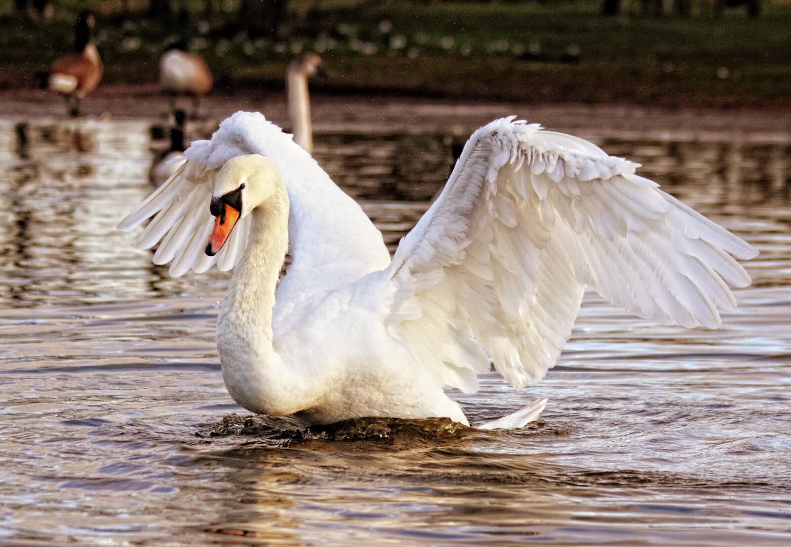 Canon EOS 550D (EOS Rebel T2i / EOS Kiss X4) sample photo. White, swan photography