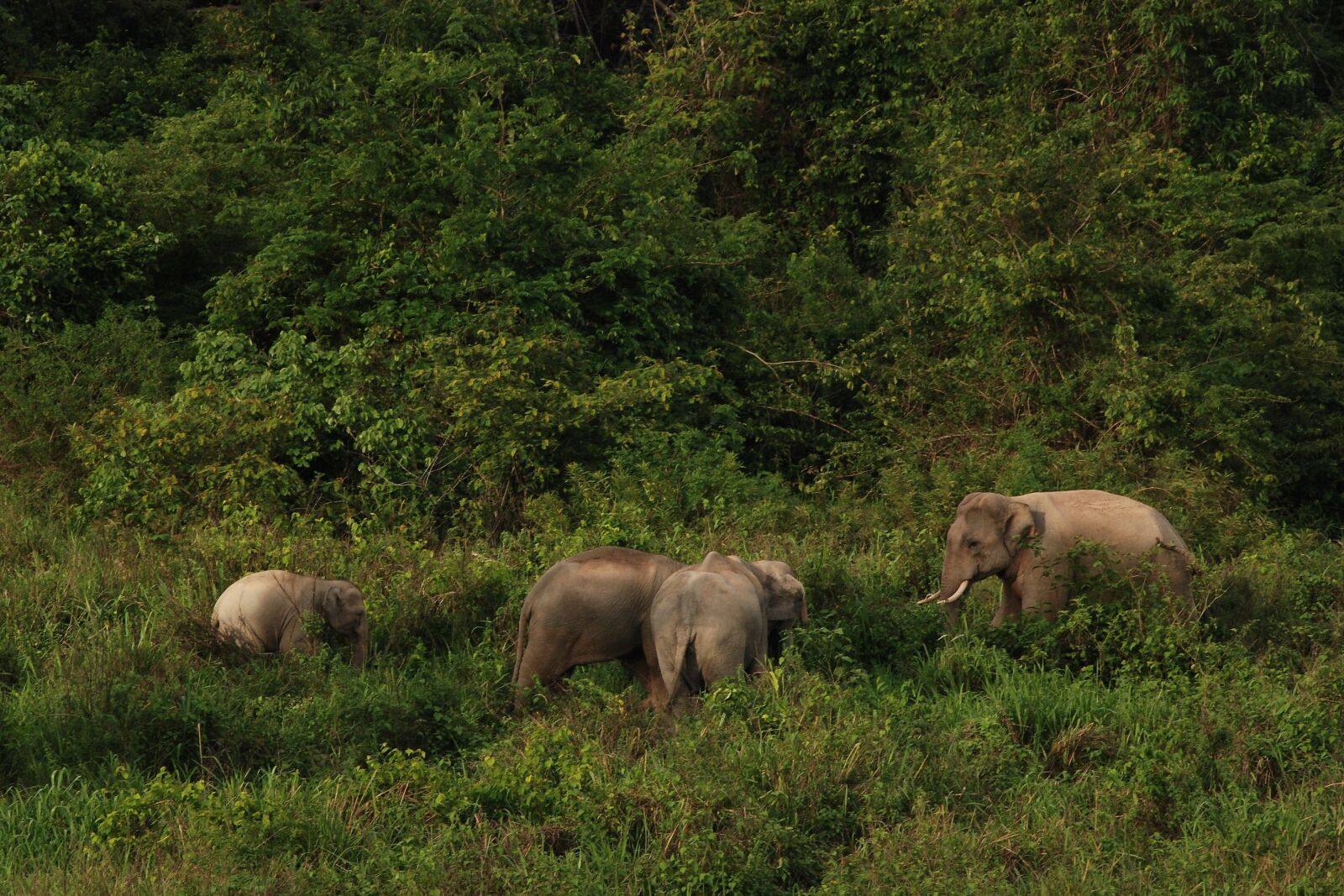 Nikon D80 sample photo. National park, thailand, elephant photography