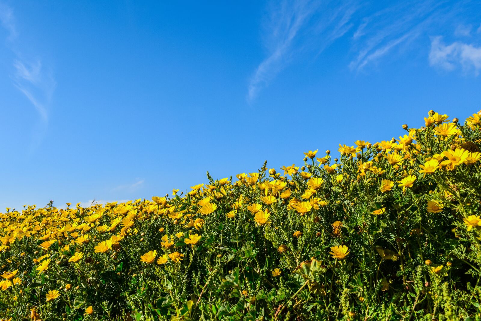 Nikon D3300 sample photo. Daisies, nature, flower photography