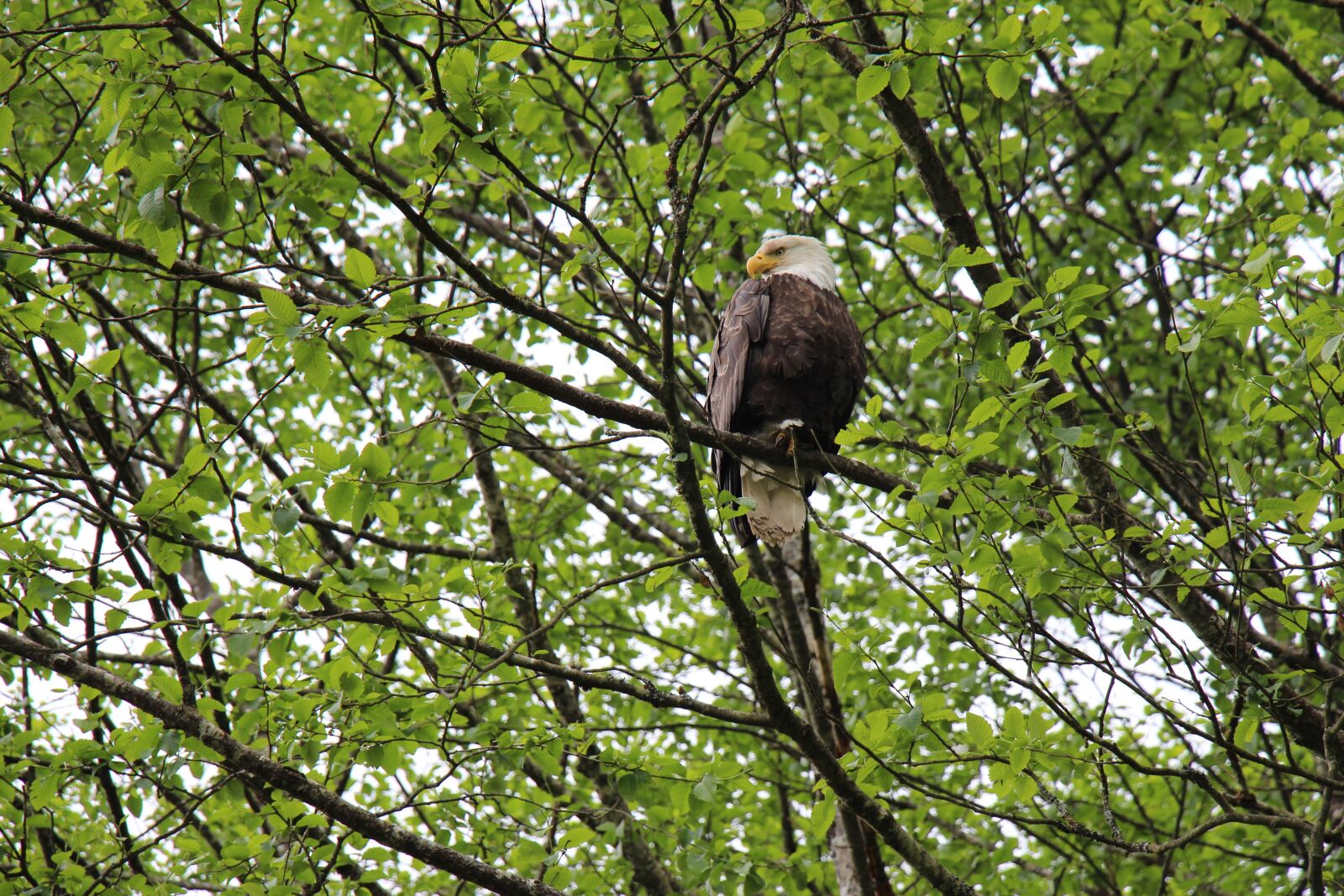 Canon EOS 650D (EOS Rebel T4i / EOS Kiss X6i) sample photo. Eagle, sitting, proud photography