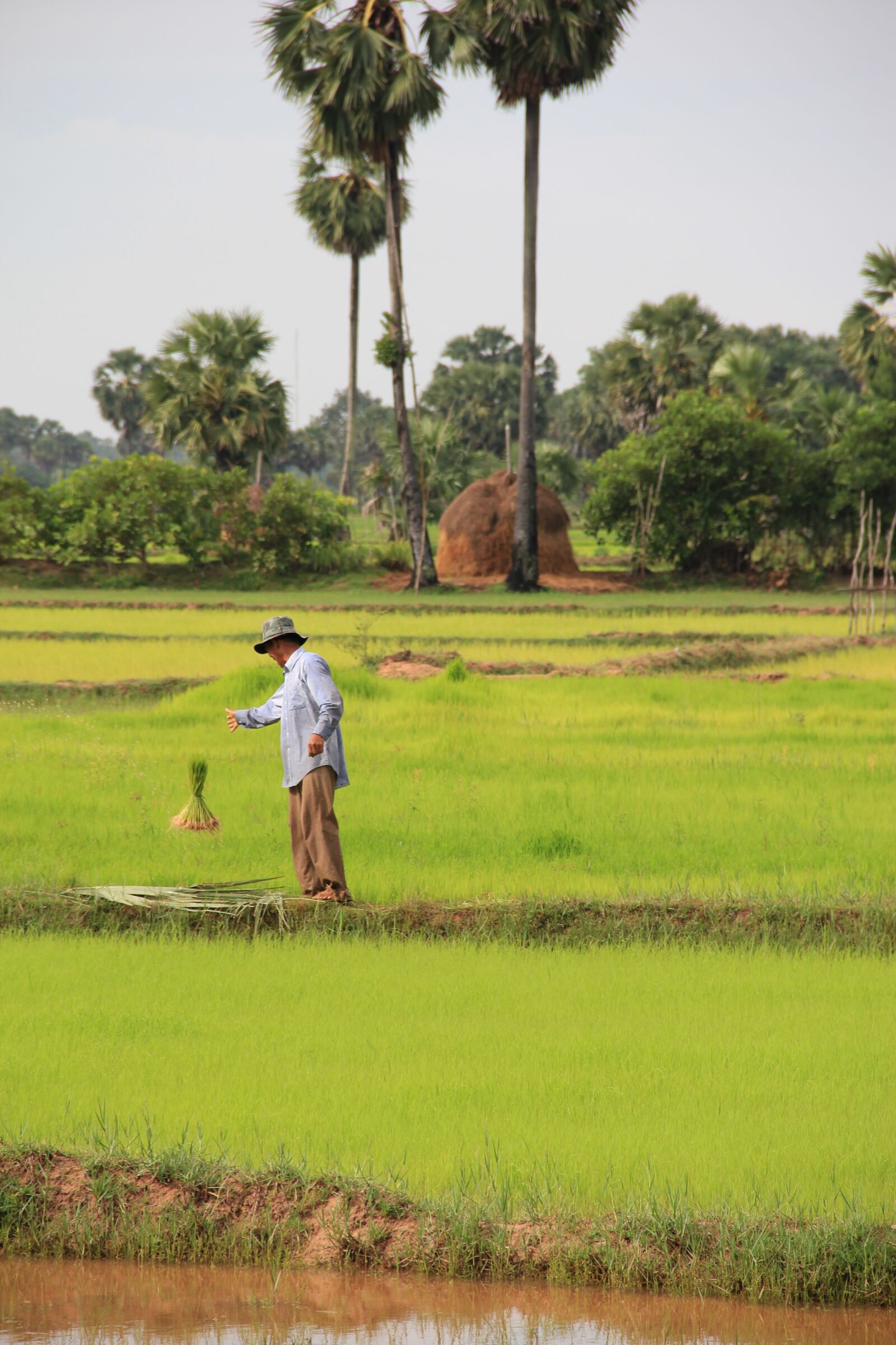 Canon EOS 550D (EOS Rebel T2i / EOS Kiss X4) sample photo. Cambodia, siem reap, rice photography