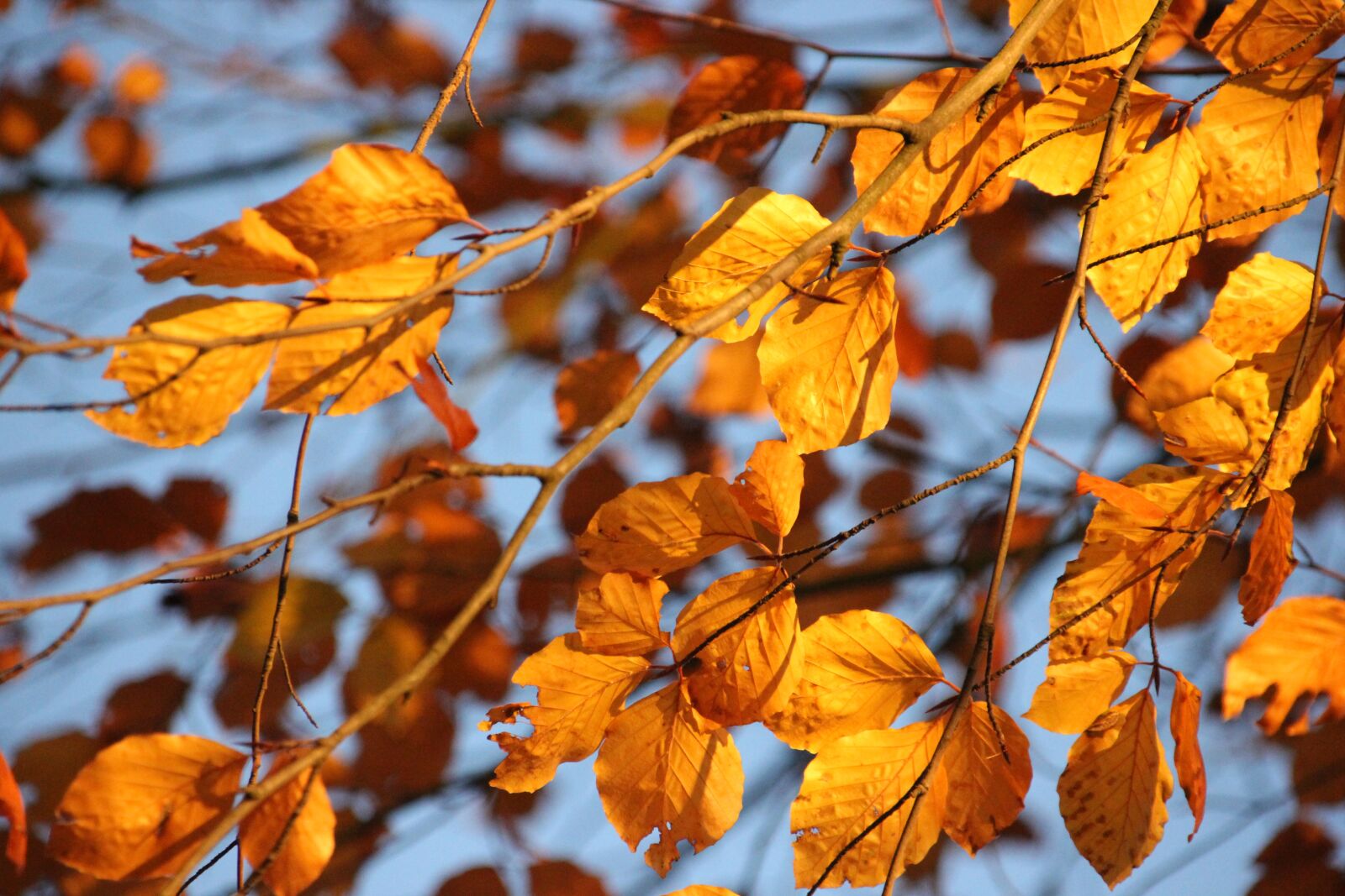 Canon EOS 550D (EOS Rebel T2i / EOS Kiss X4) sample photo. Autumn, leaves, yellow photography