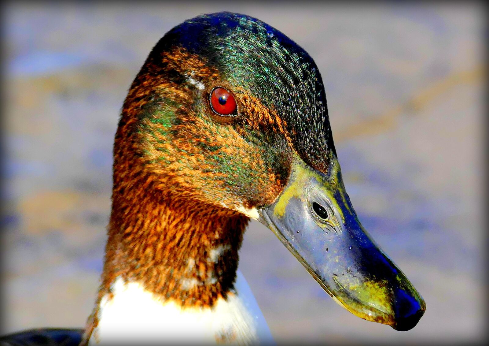 Panasonic Lumix DMC-FZ1000 sample photo. Duck, duck head, bill photography