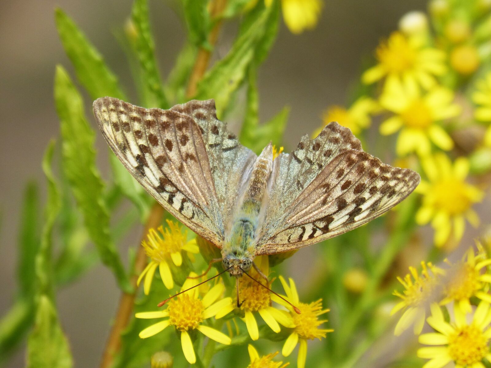 Panasonic DMC-FZ62 sample photo. Butterfly, yellow flower, libar photography
