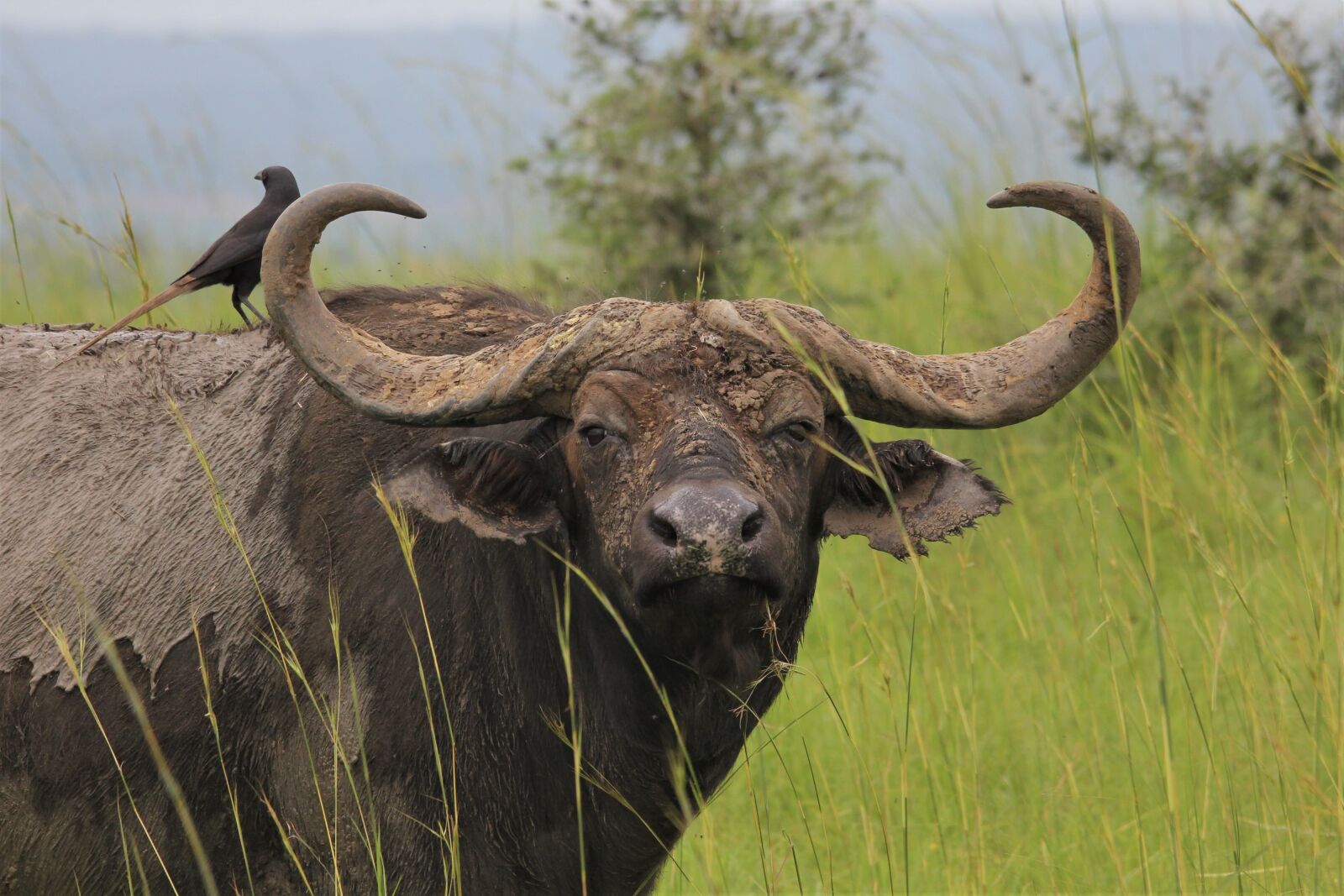 Canon EOS 60D sample photo. African, buffalo, bull photography
