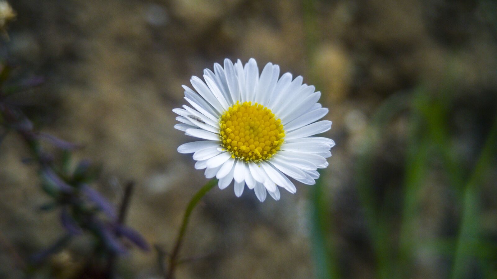 LG G4 sample photo. Nature, plant, flower photography