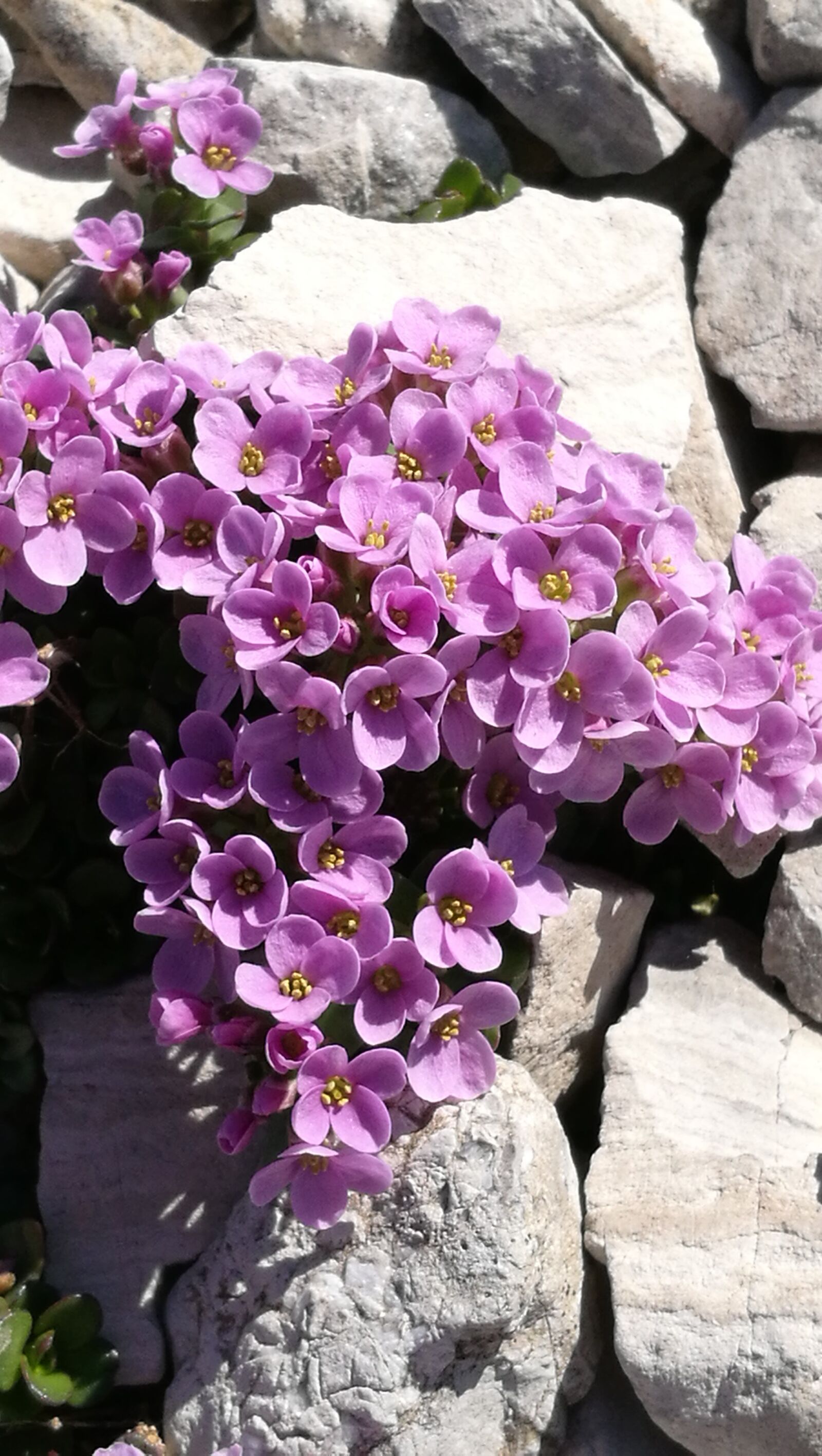 HUAWEI P9 sample photo. Flowers, mountain, nature photography