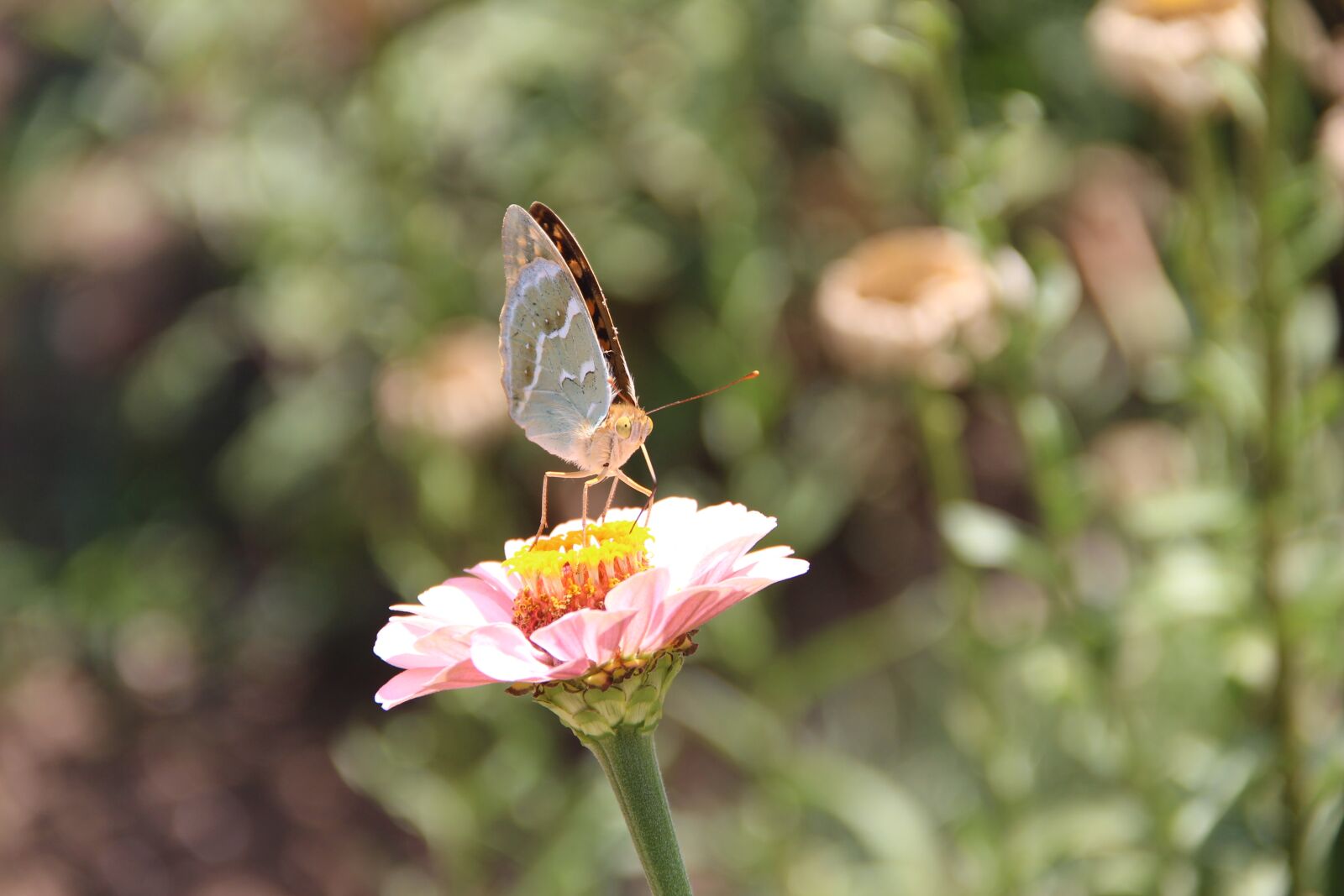 Canon EOS 650D (EOS Rebel T4i / EOS Kiss X6i) sample photo. Flower, butterfly, insect photography