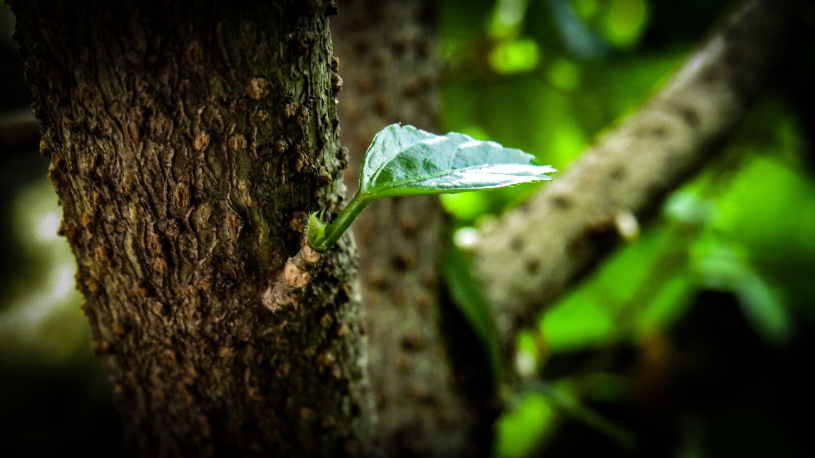 Canon PowerShot SX540 HS sample photo. Leaf, green, garden photography
