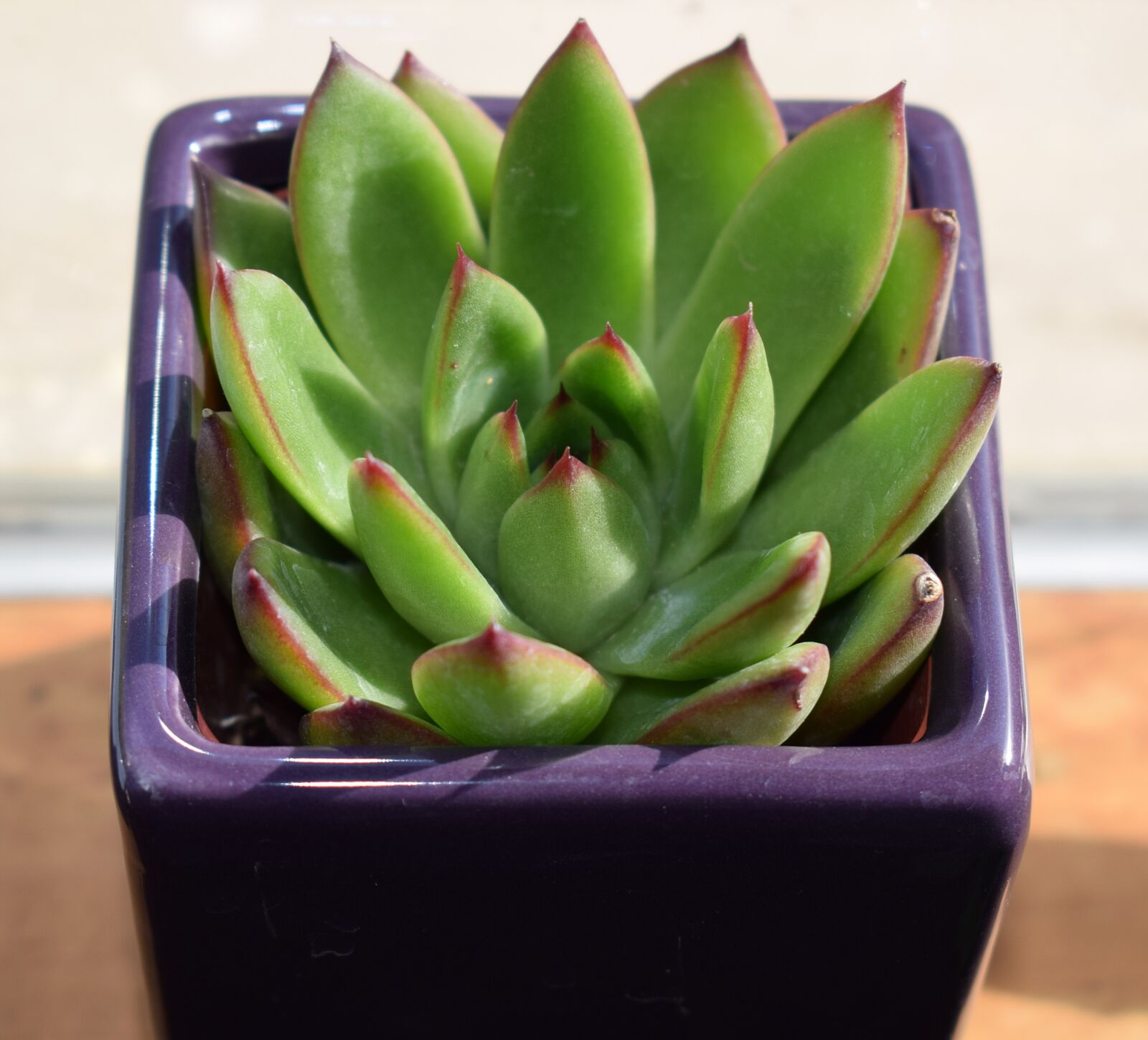Nikon D3300 sample photo. Succulent in purple pot photography