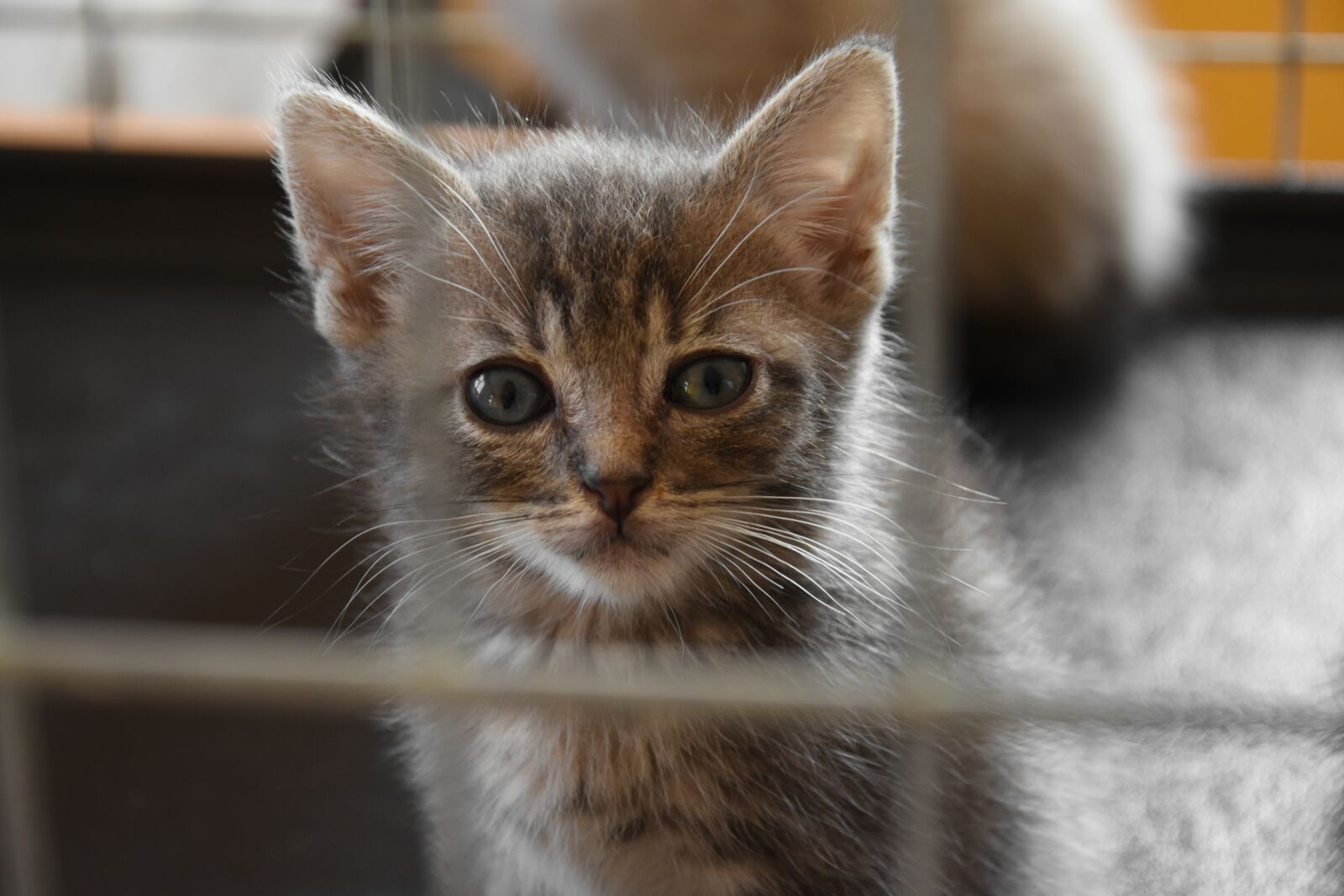 Nikon D5500 sample photo. Cat, kitten, animals photography