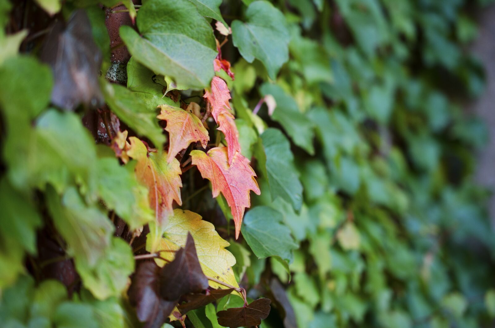 Nikon D5100 sample photo. Leaves, leaf, nature photography
