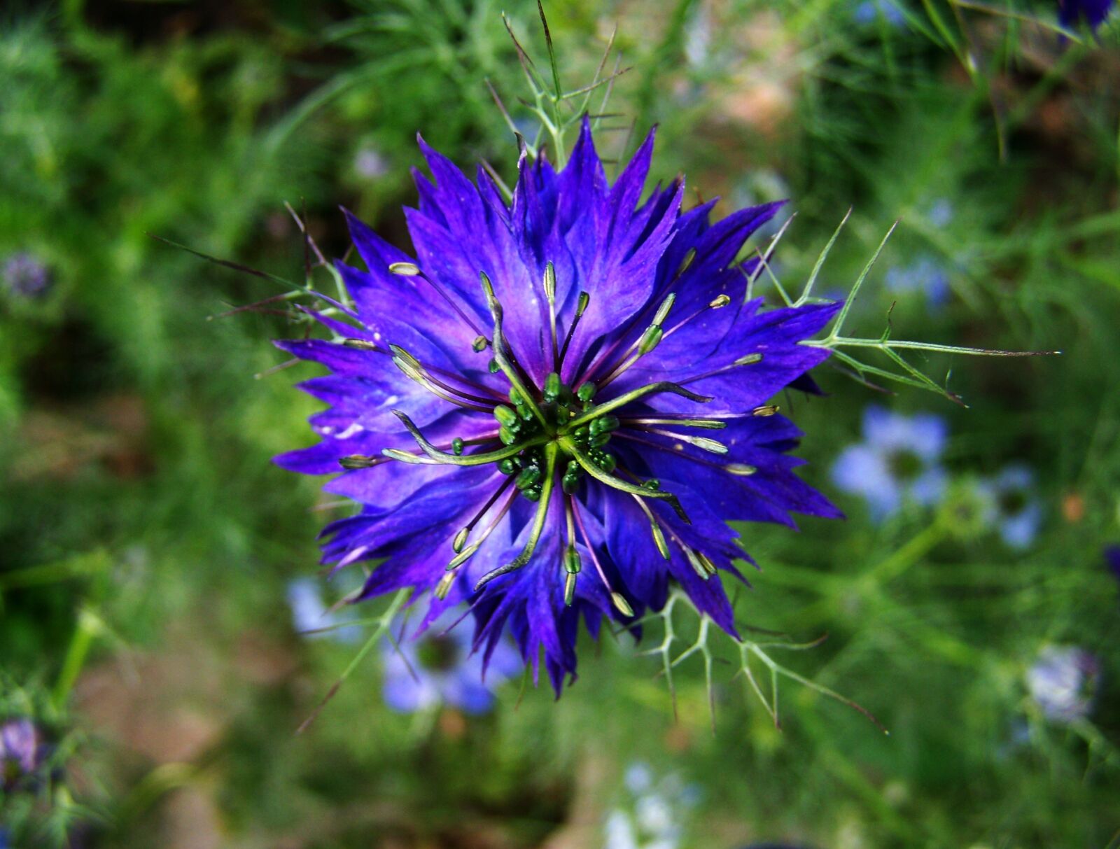 Kodak EASYSHARE ZD710 ZOOM DIGITAL CAMERA sample photo. Borzaskata, blue garden flowers photography