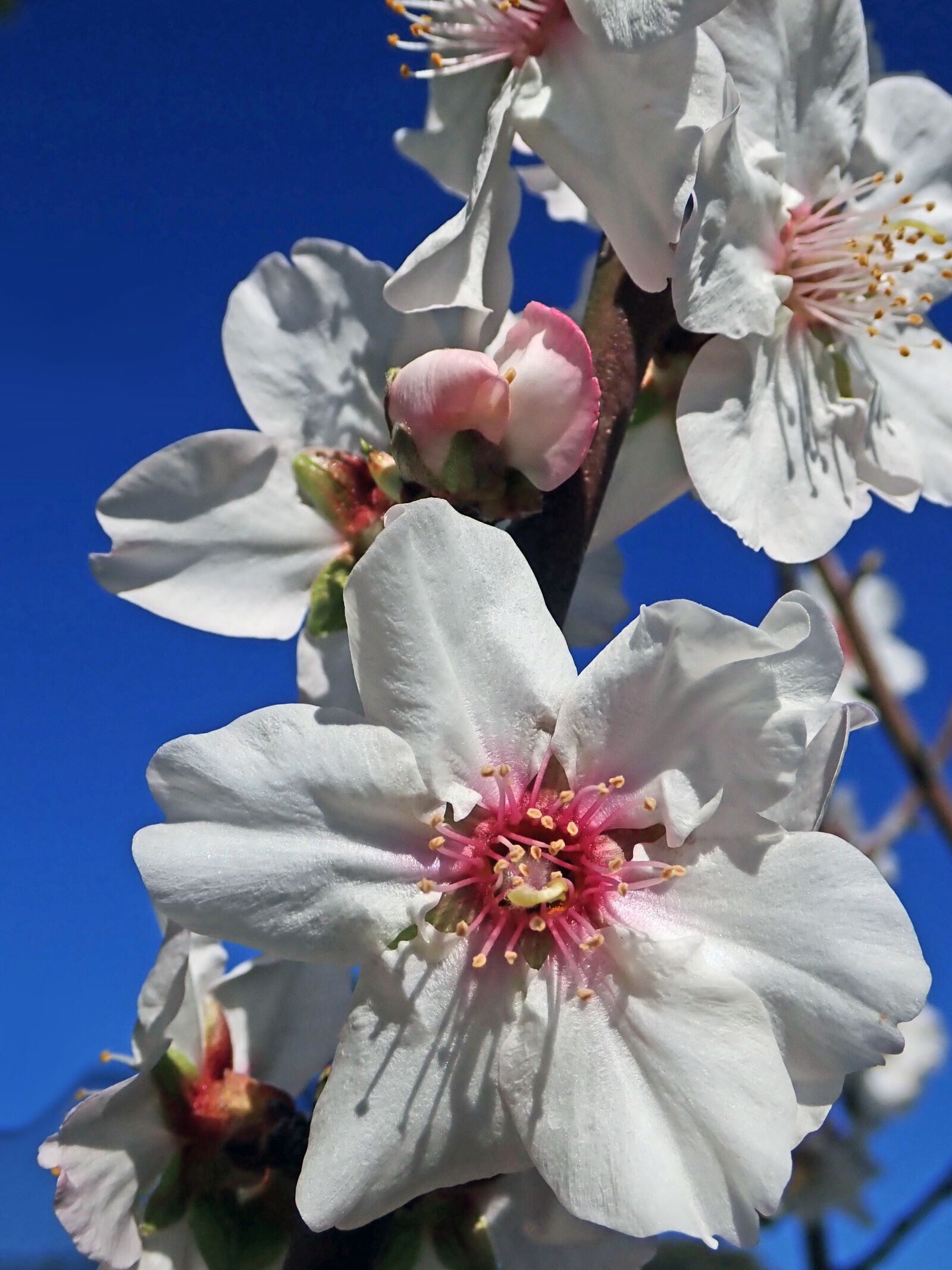 Olympus TG-5 sample photo. Blossom, almond, spring photography