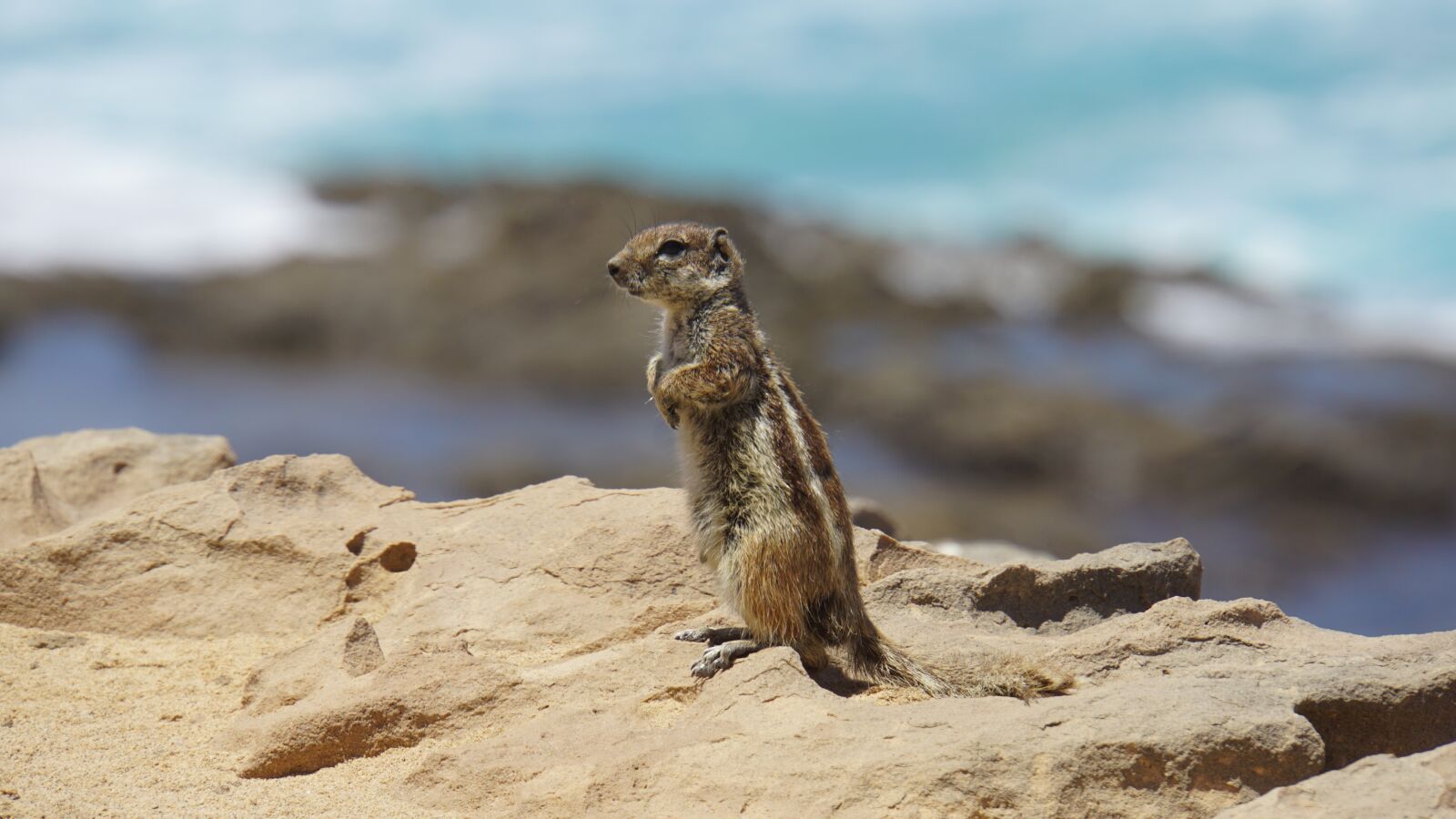 Sony E 18-200mm F3.5-6.3 OSS LE sample photo. Chipmunk, fuerteventura, island photography