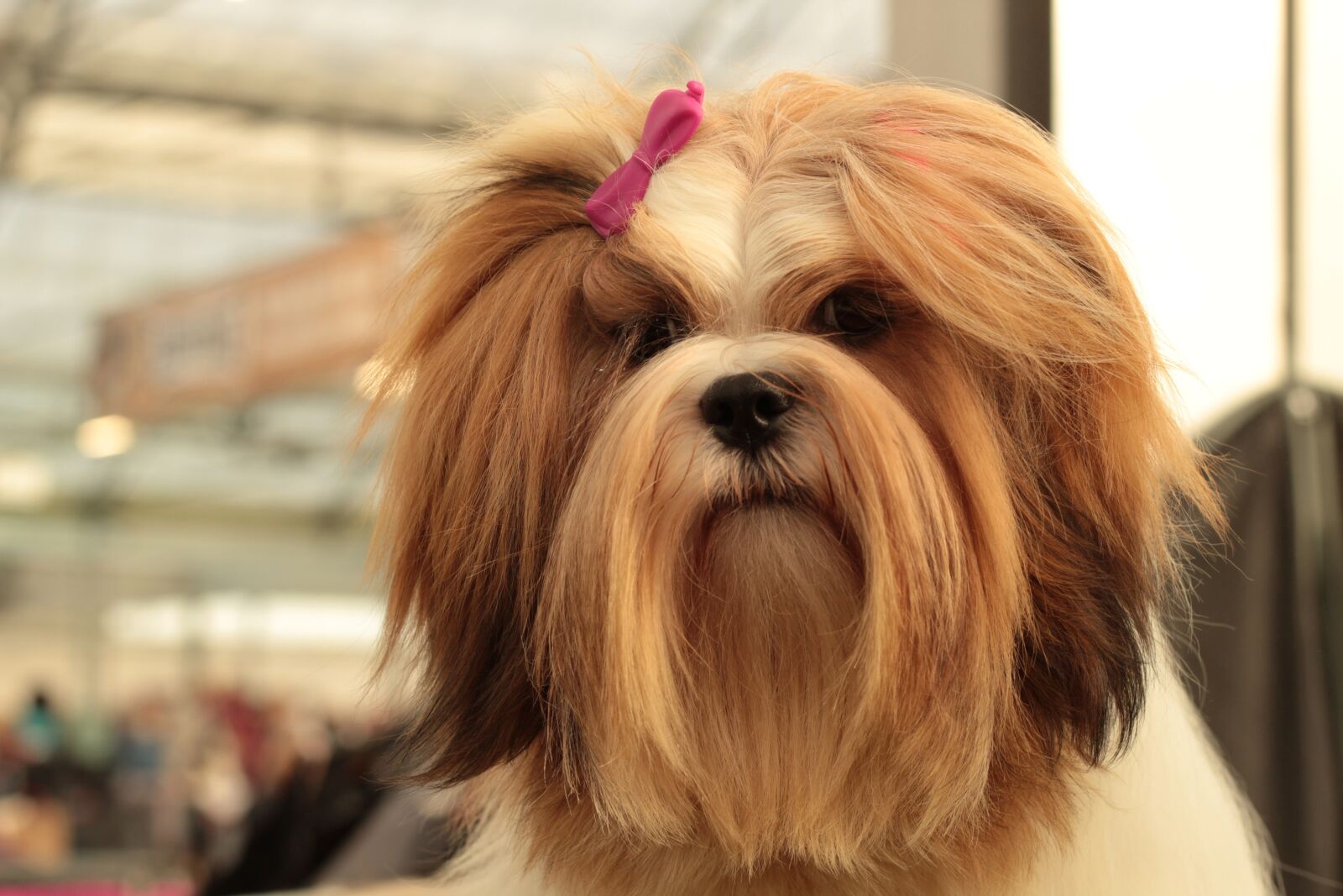 Canon EOS 600D (Rebel EOS T3i / EOS Kiss X5) + Canon EF 50mm F1.8 STM sample photo. Dogshow, lhasa apso, dog photography