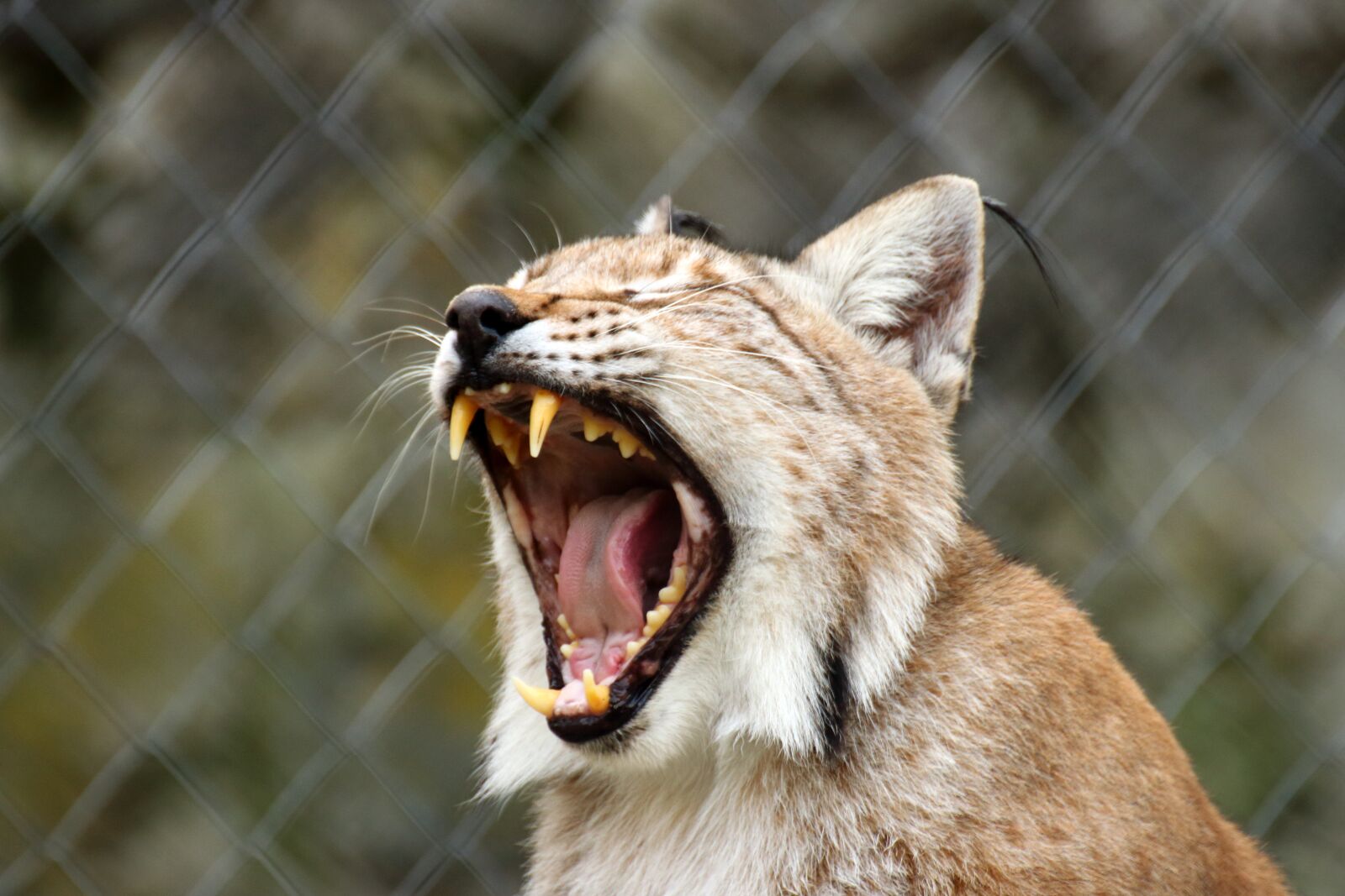Canon EOS 70D sample photo. Lynx, carnivore, cat photography