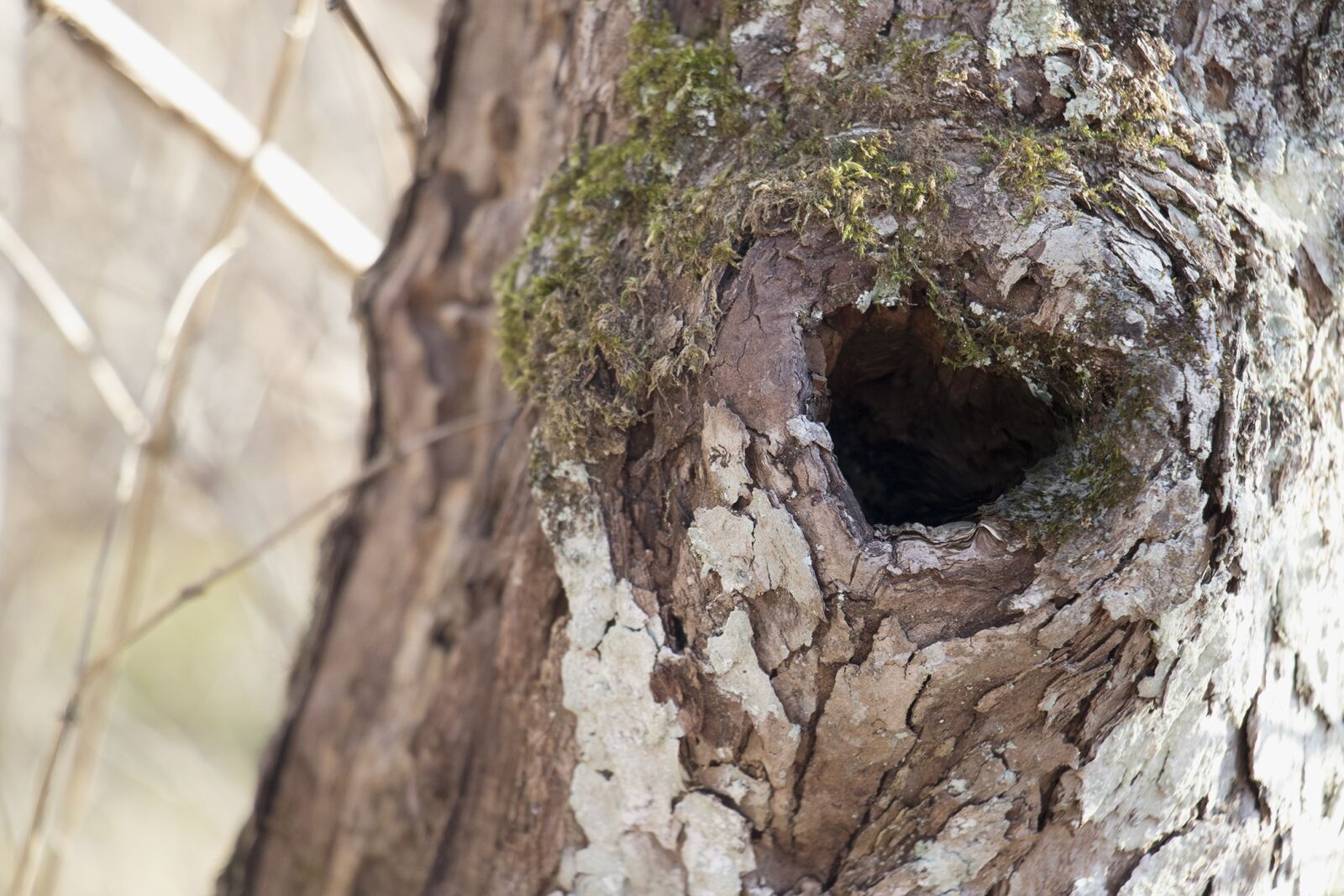 Canon EOS 7D Mark II sample photo. Tree knot, heart shaped photography