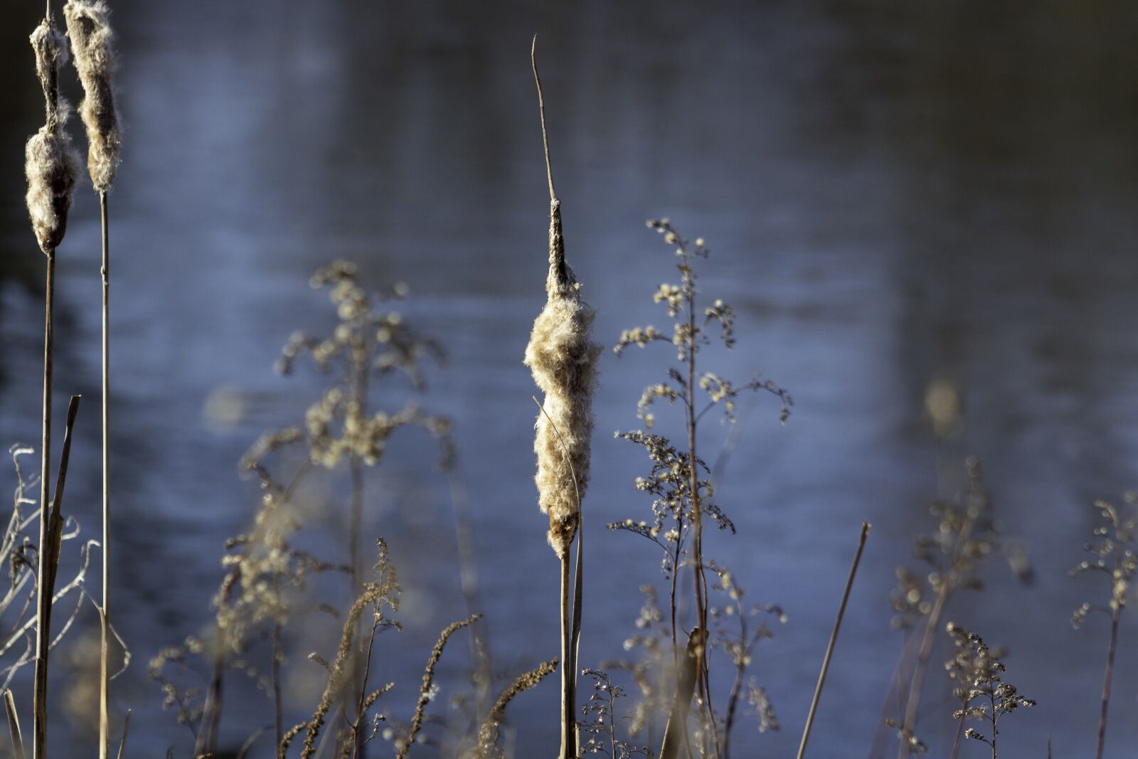 Canon EF75-300mm f/4-5.6 sample photo. Wildflower, mace, cattail photography