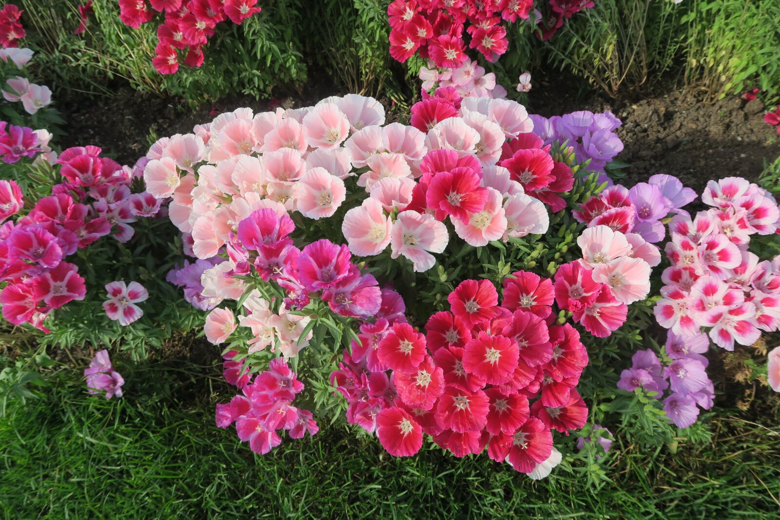 Canon PowerShot G7 X sample photo. Flowers, colorful, nature photography