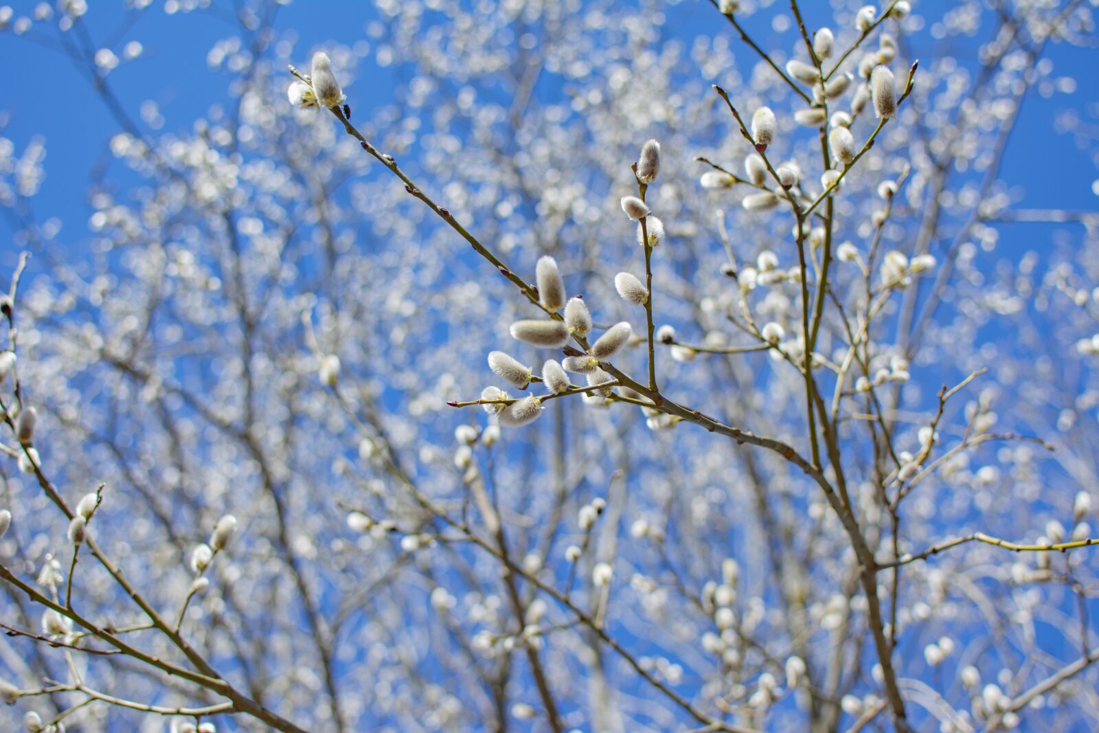 Nikon D5200 sample photo. Spring, blue sky, easter photography