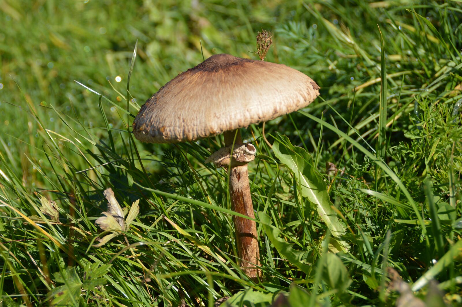 Nikon D3200 sample photo. Mushroom, schirmling, meadow photography