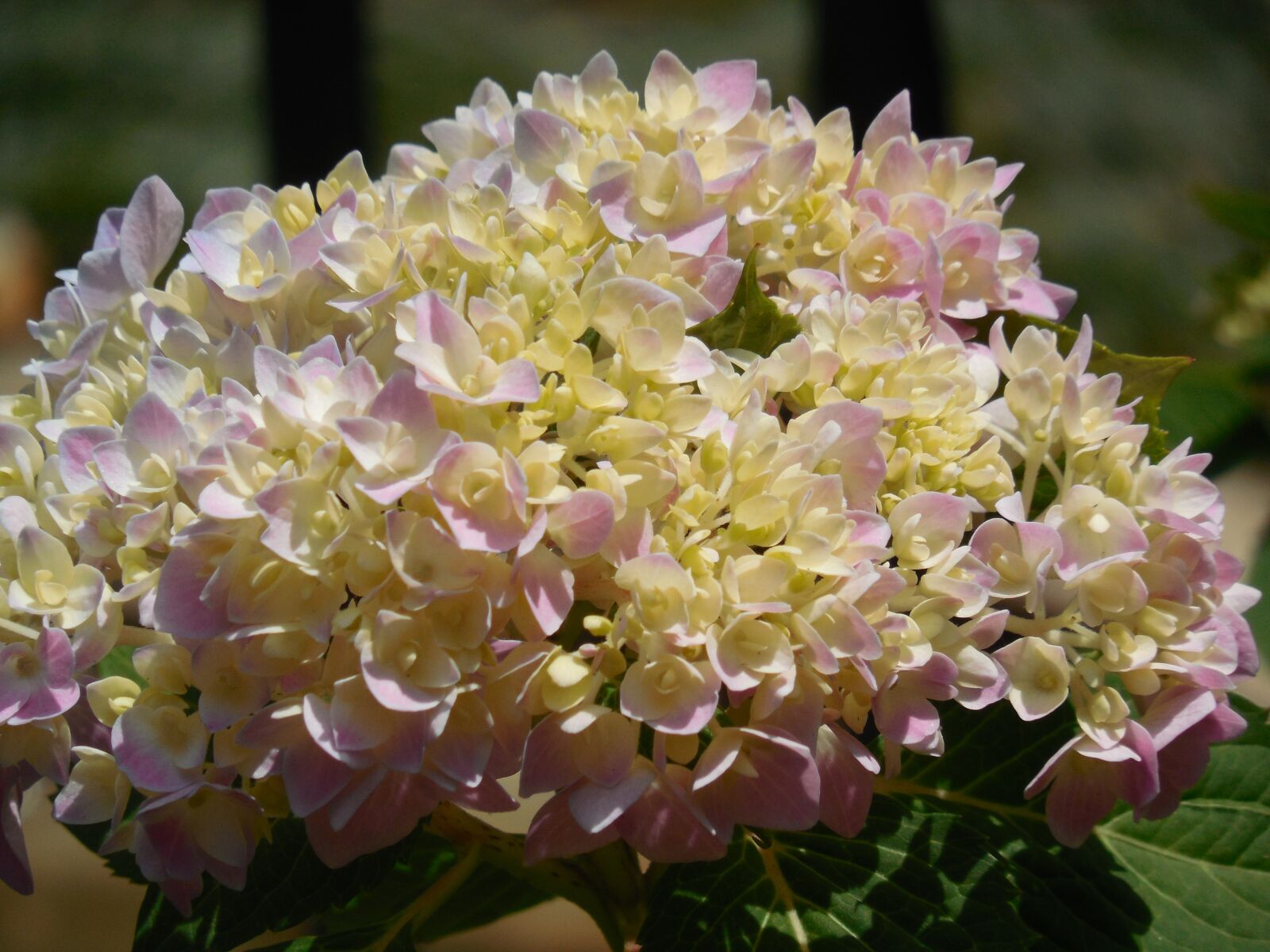 Nikon COOLPIX L620 sample photo. Hydrangea, bloom, flower photography