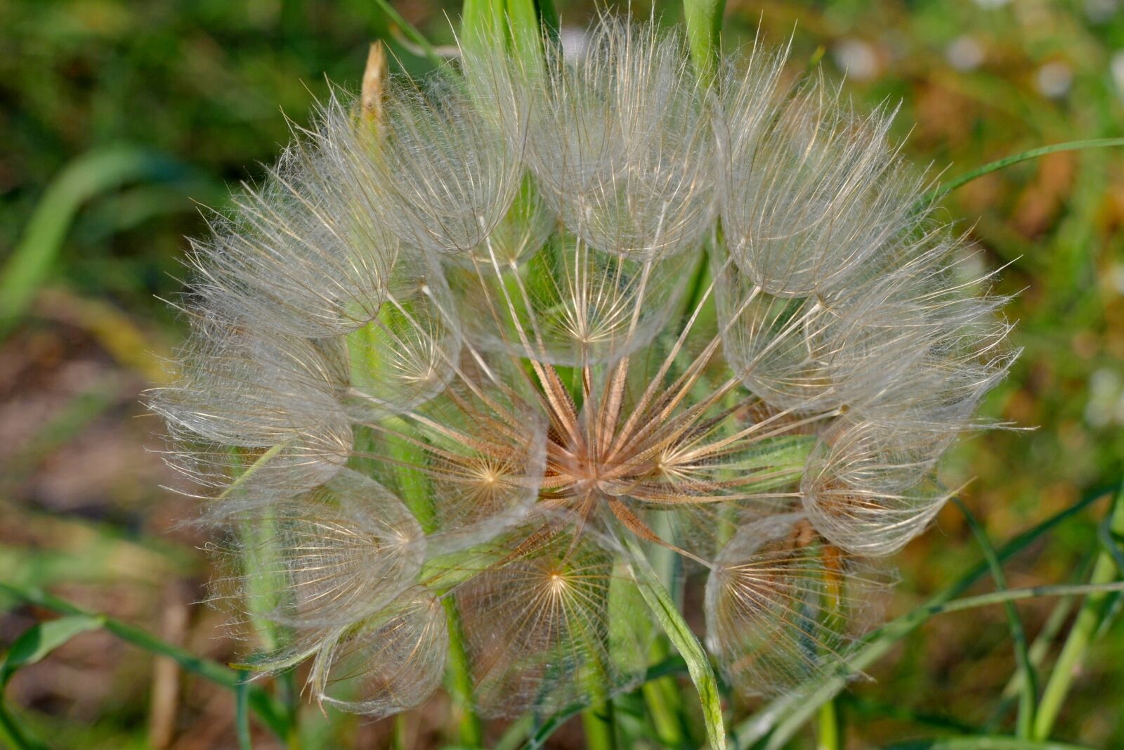 Panasonic Lumix DMC-FZ1000 sample photo. Dandelion, meadow, close-up photography