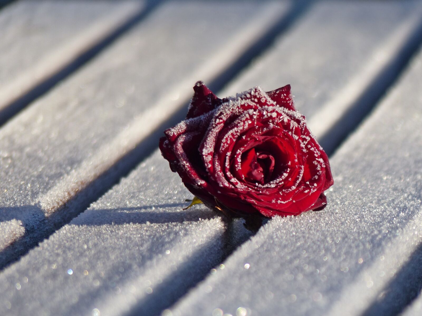 Panasonic Lumix DMC-FZ200 sample photo. Winter, rose, flower photography