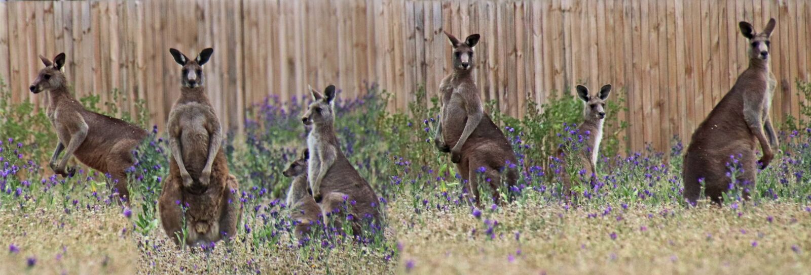 Canon EOS 800D (EOS Rebel T7i / EOS Kiss X9i) sample photo. Animals, kangaroos, australian photography