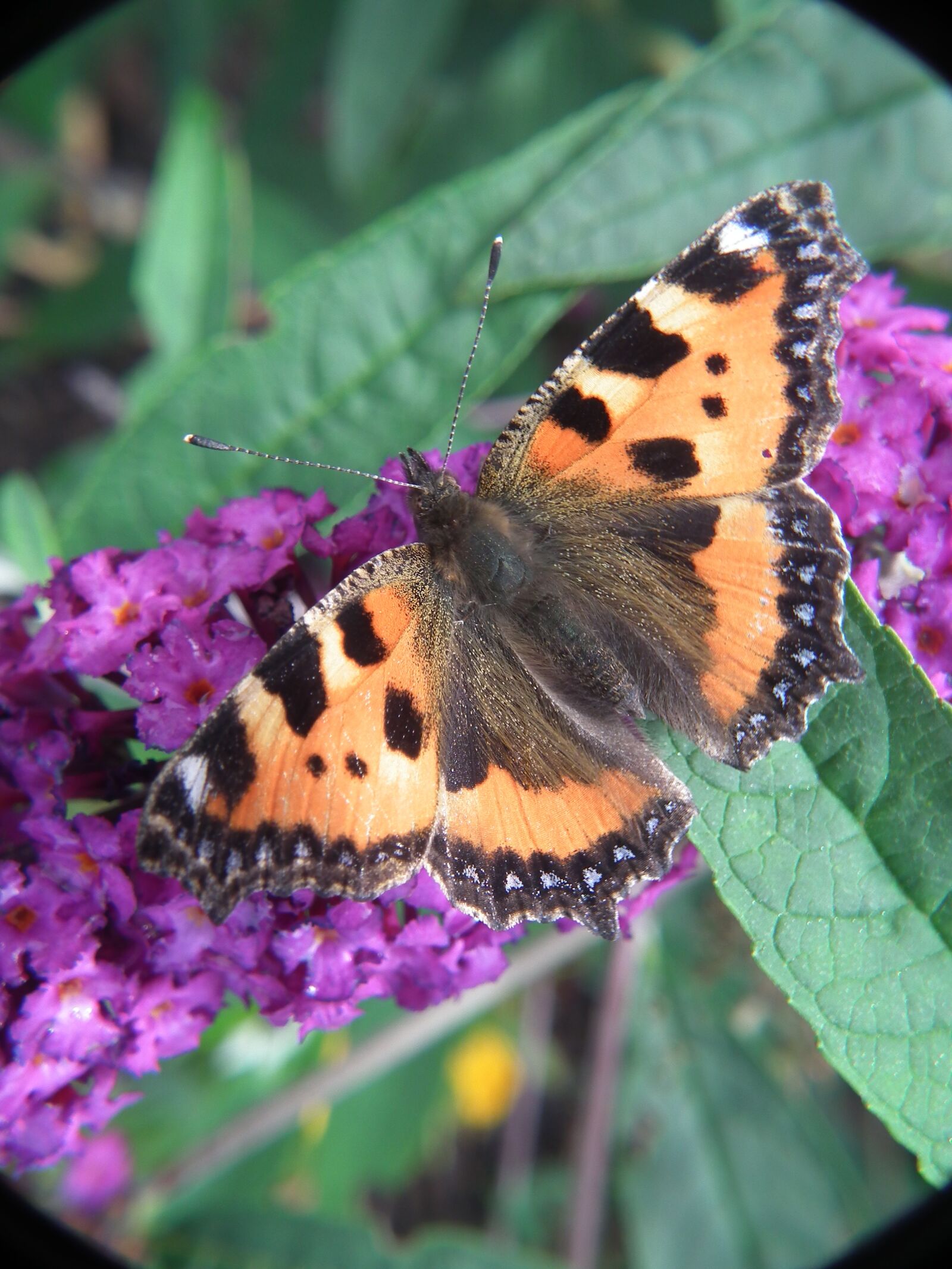 FujiFilm FinePix HS10 (FinePix HS11) sample photo. Butterfly, blossom, bloom photography