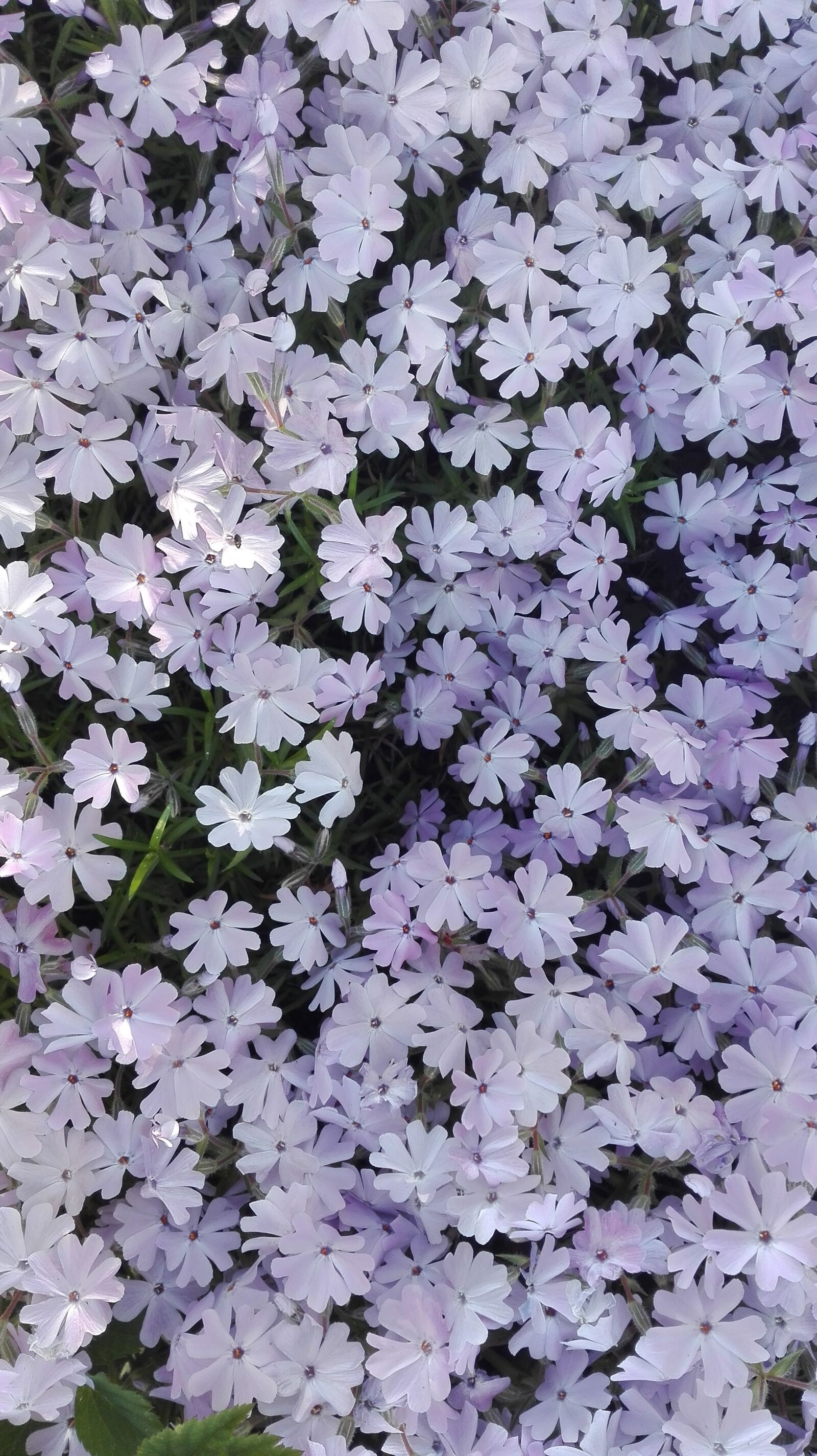 HUAWEI Cherry Mini sample photo. May, spring, flowers photography