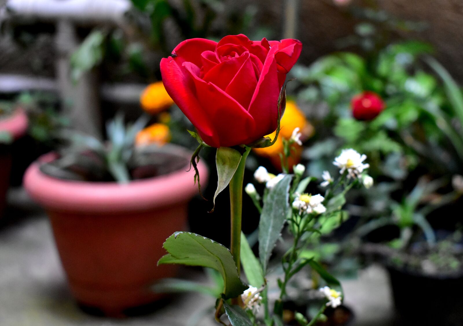 Nikon D5600 sample photo. Rosa, flowerpot, plant photography